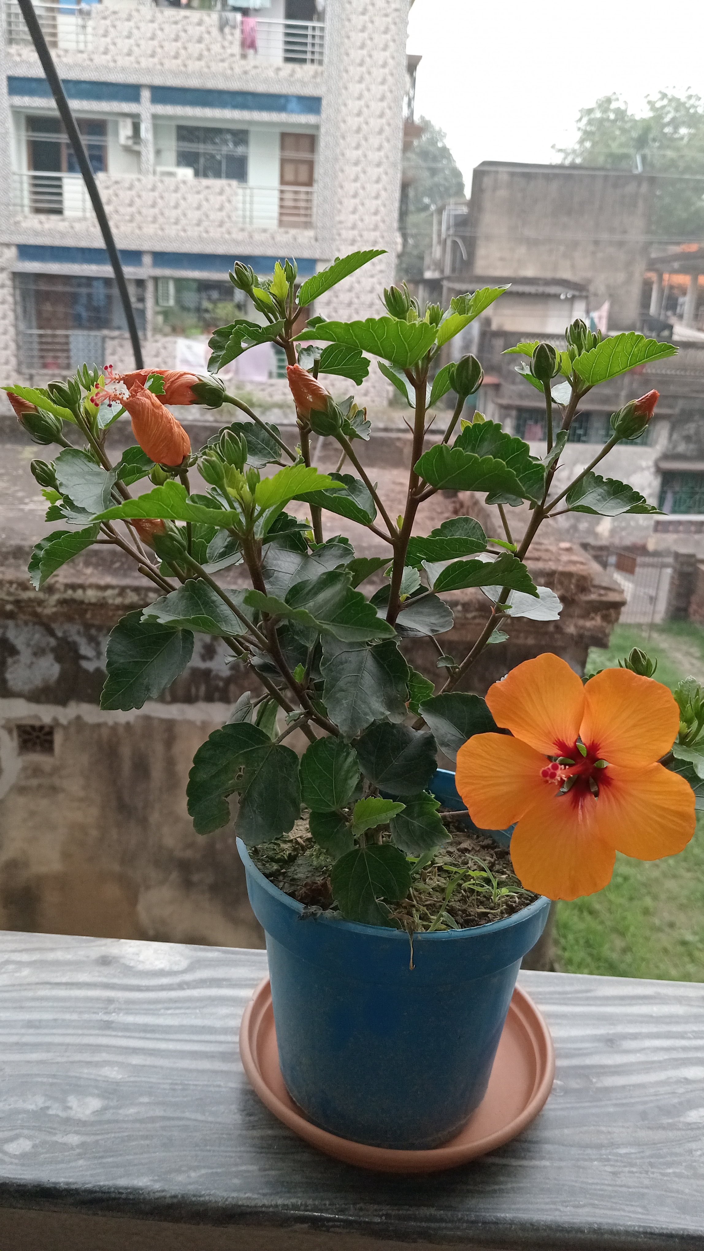 Introducing My New Hibiscus Plant!