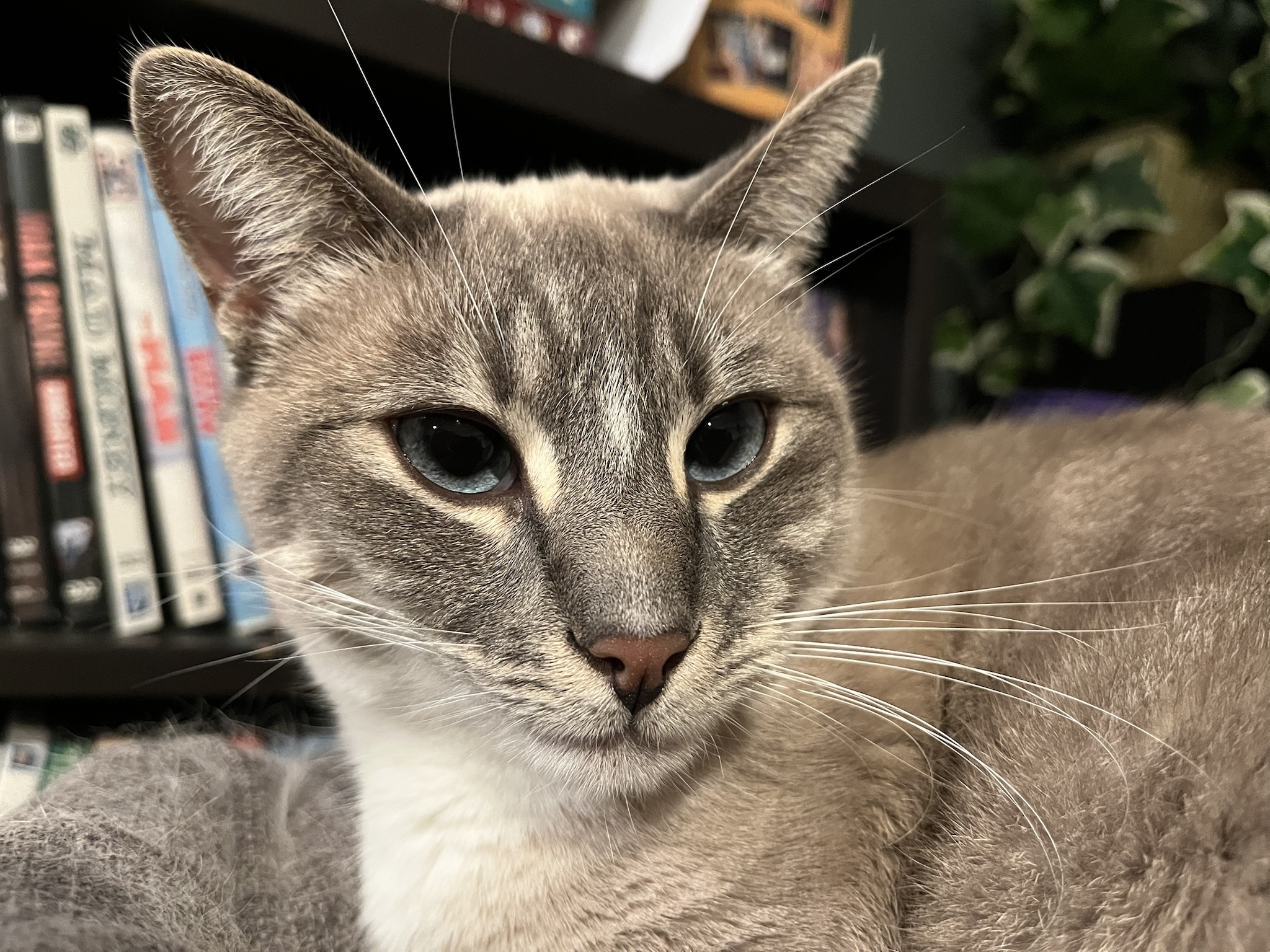 My Cat Ivy Brightens My Day: Day 314 of Cuteness