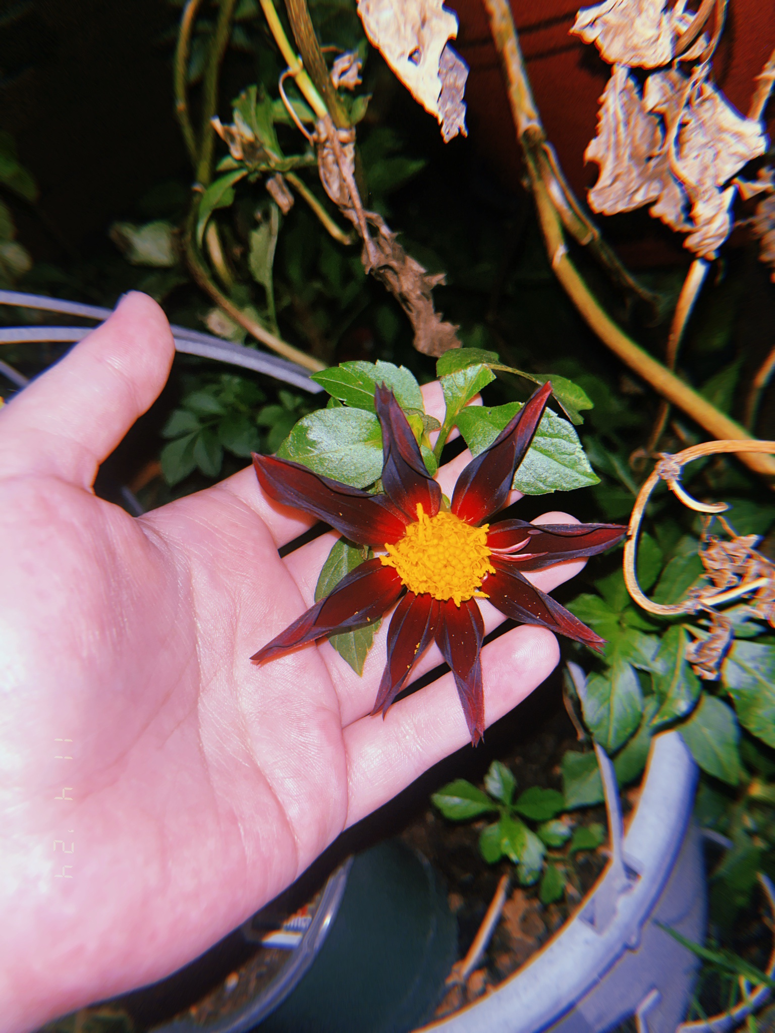The Beauty of Dahlias in Bloom