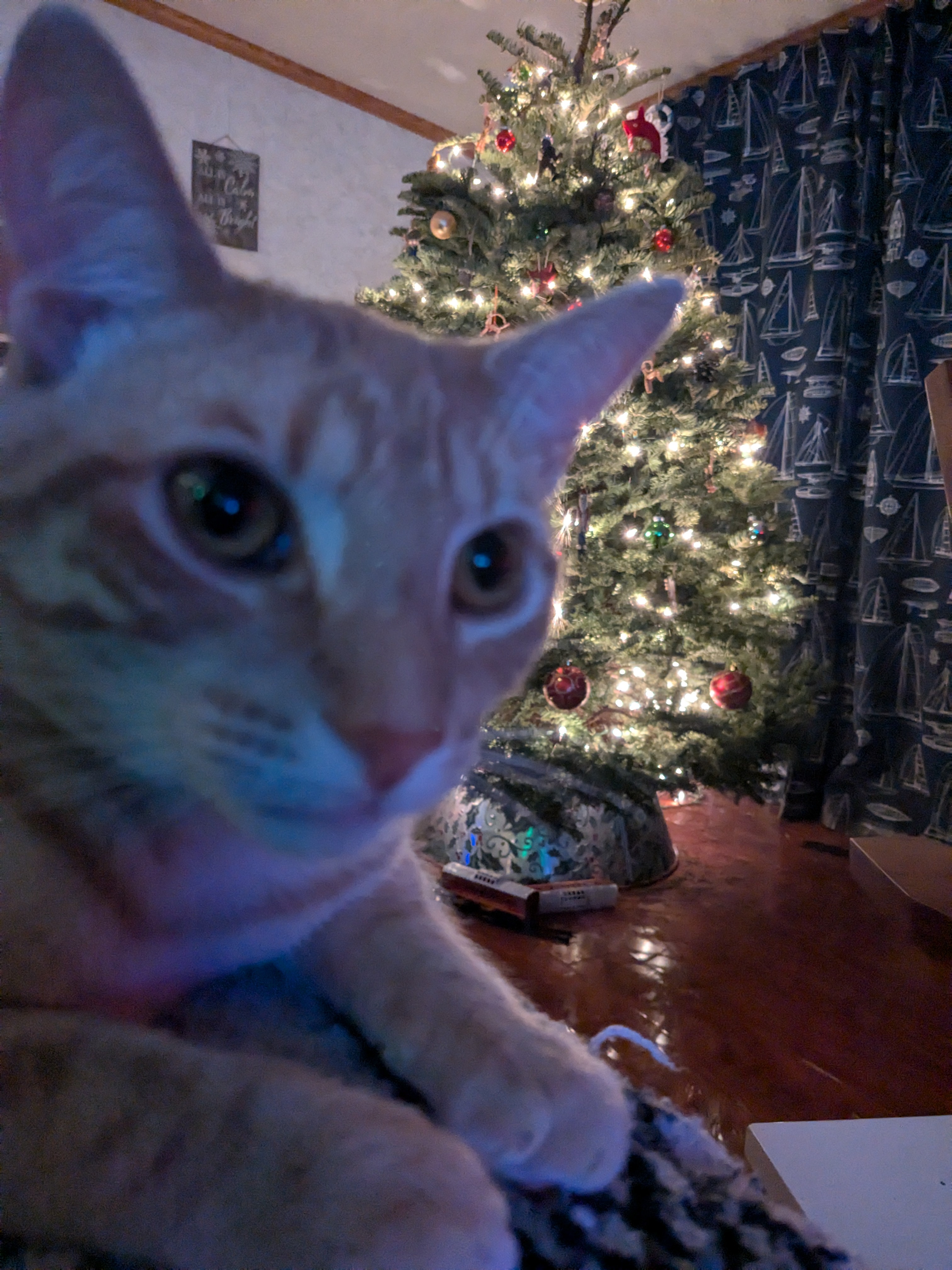 Christmas Eve Cuteness Overload with Boops