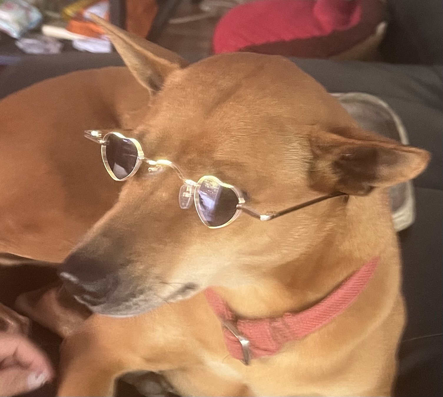 Lucy Just Chilling Out