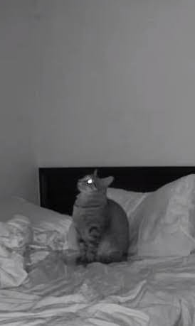 The Cat Chronicles: A Feline Adventure
