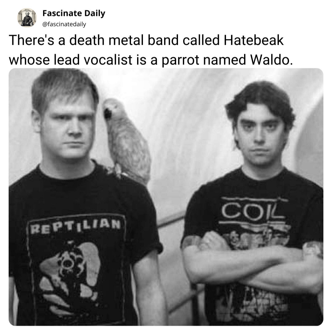 The Legend of HATEBEAK Unleashed!