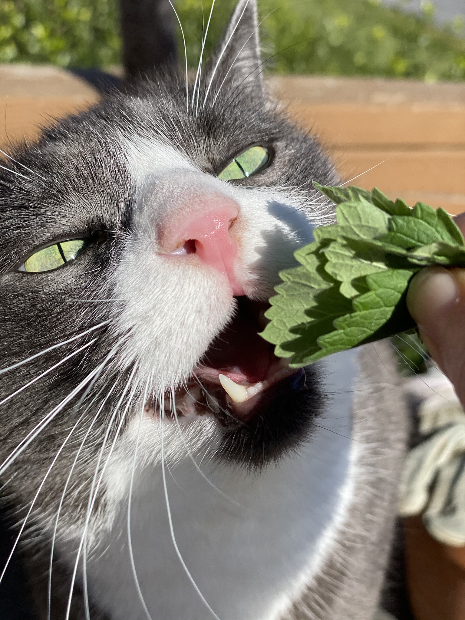 Meet Mr. Smokey Bojangles: The Quirky Character You Didn't Know You Needed