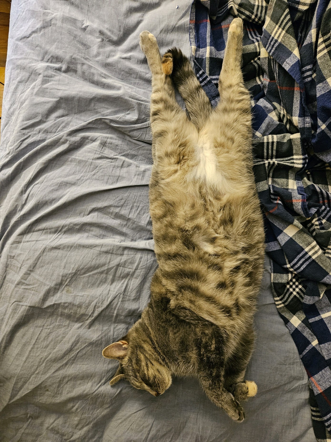 A Daily Dose of Cat Pictures to Brighten Your Day