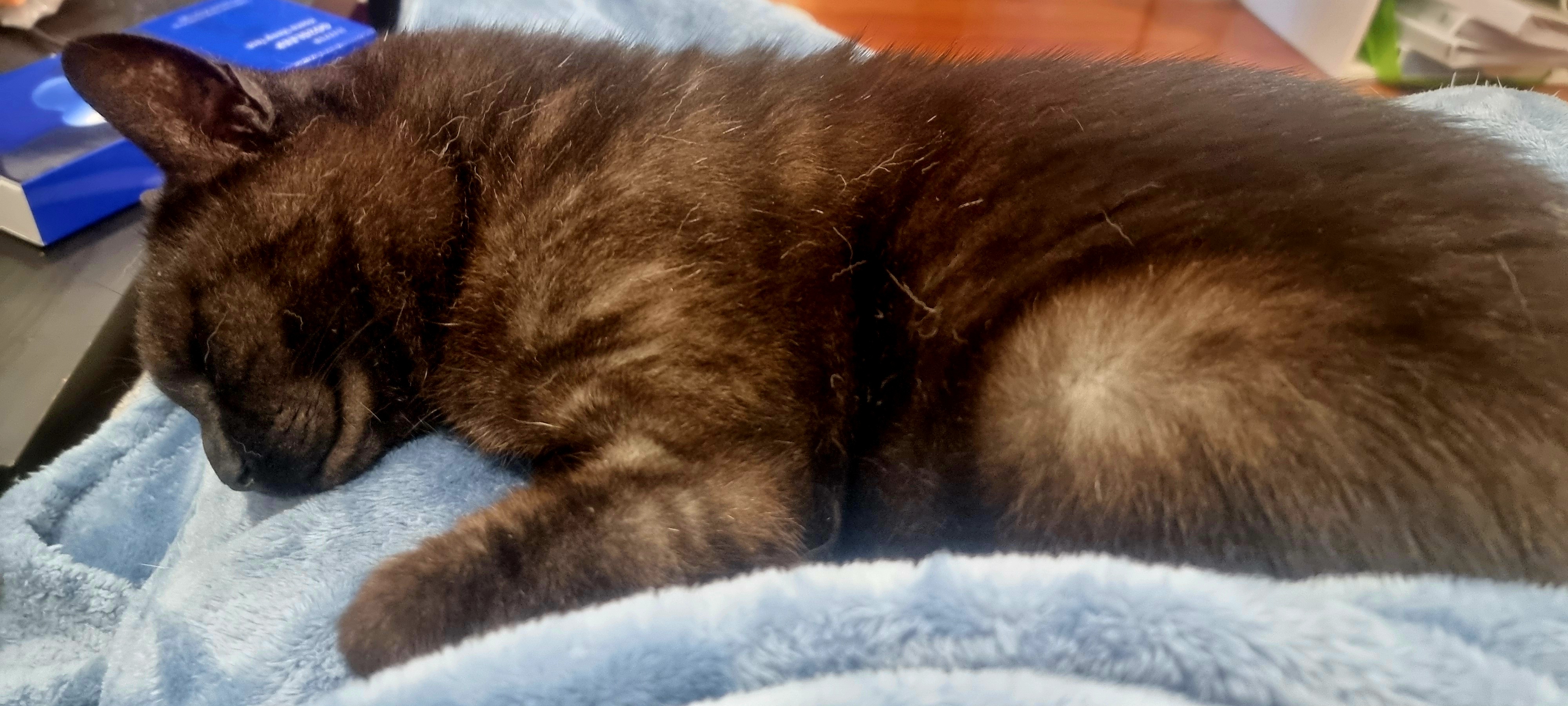 Caught in a Dream: Smiling Happily in His Sleep