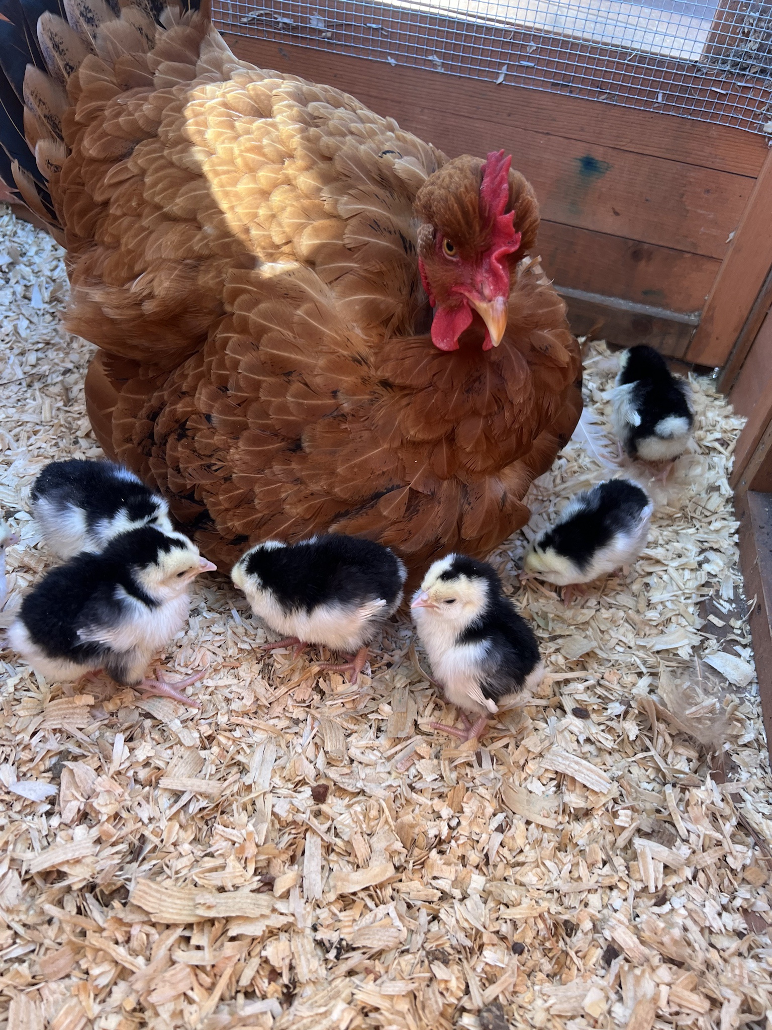 Rizzo and Her Adorable Ancona Ducklings