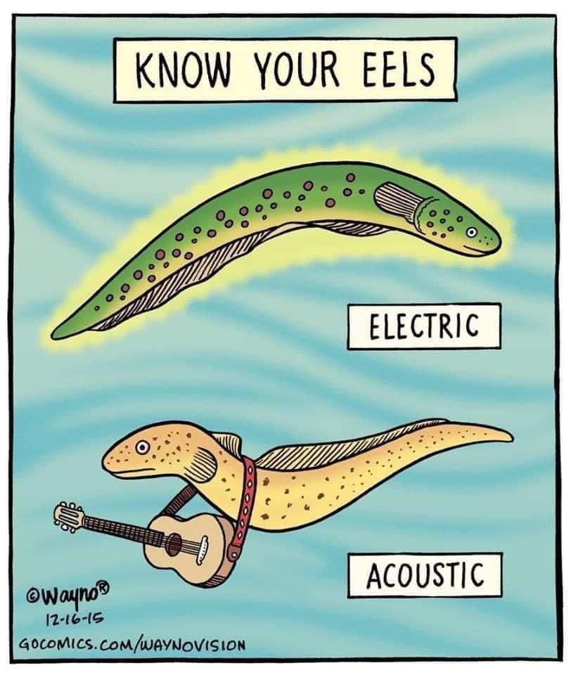 Fascinating Eel Facts You Didn't Know About