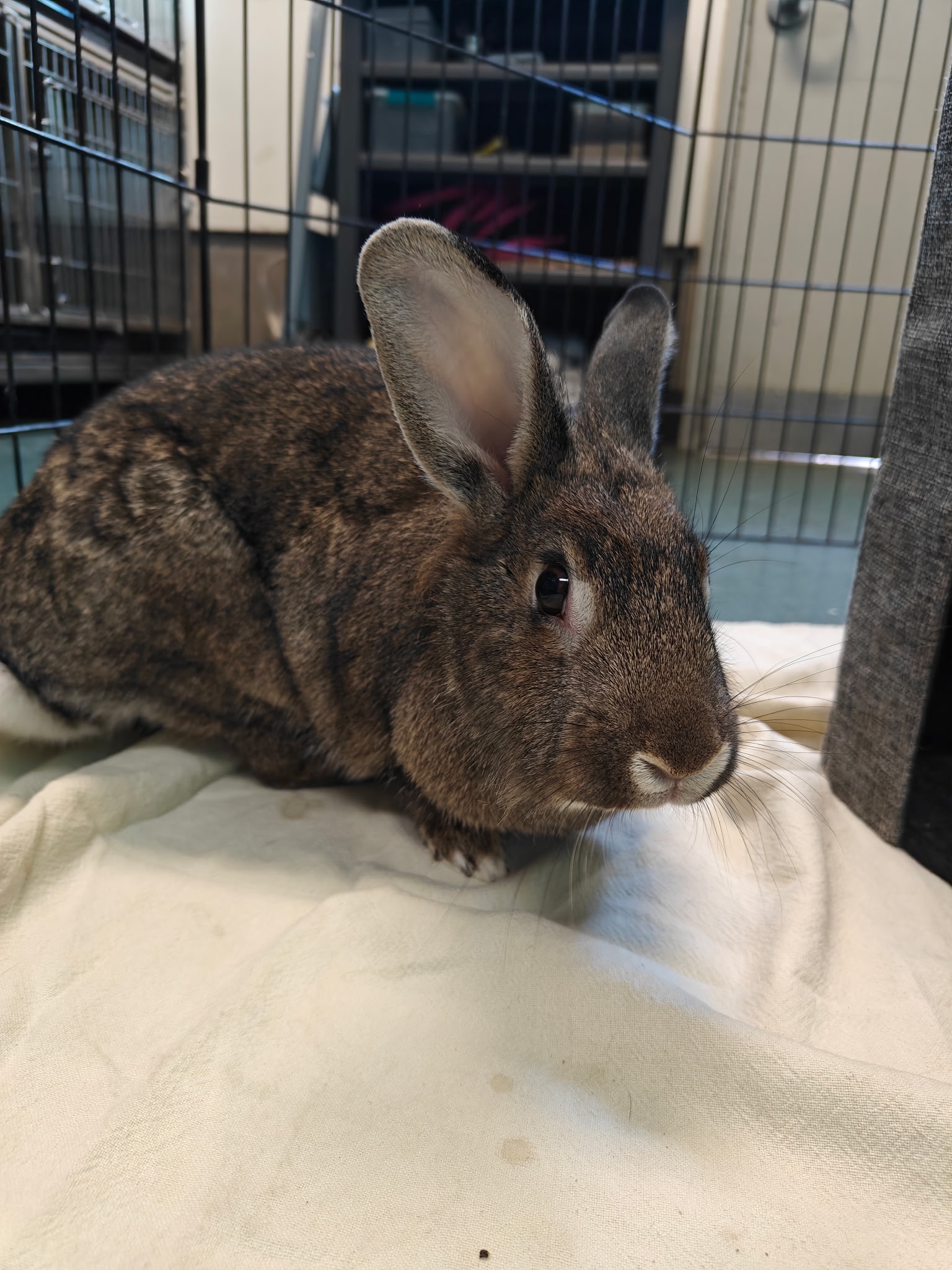 Meet This Week's Adorable Rabbits at My Local Animal Shelter!