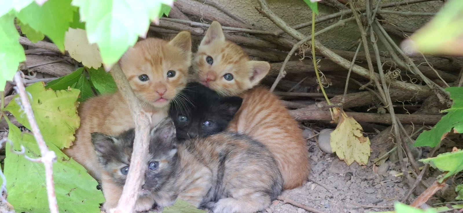 The Charming Life of Yard Cats