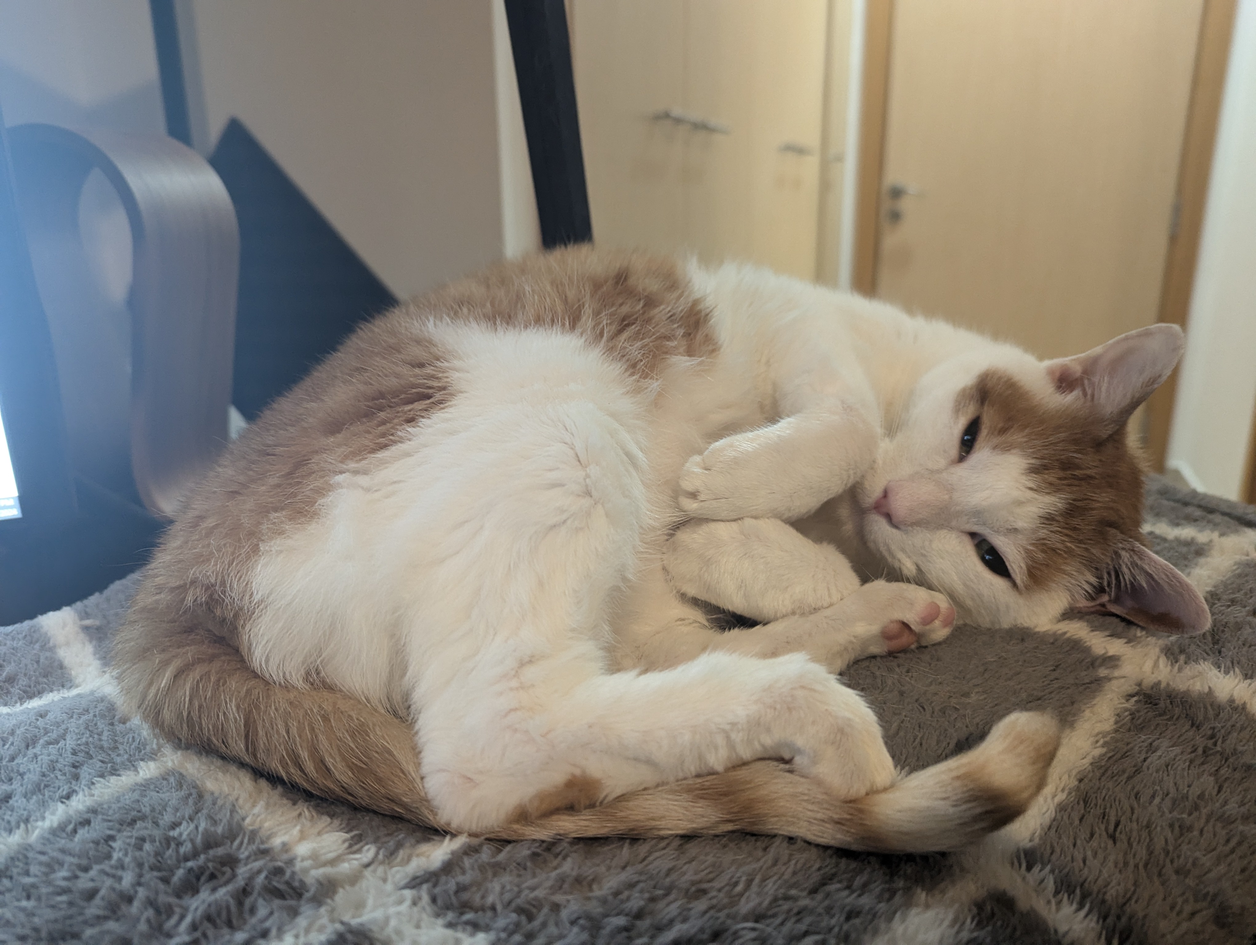 Ham wonders if it's finally Caturday!