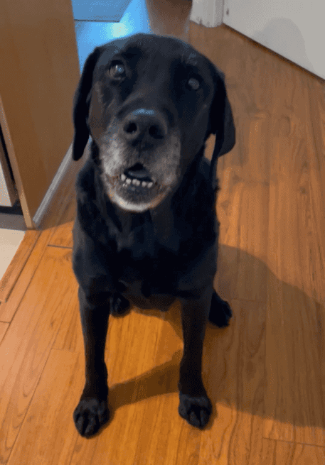 Max, the 13-year-old, gets a well-deserved treat