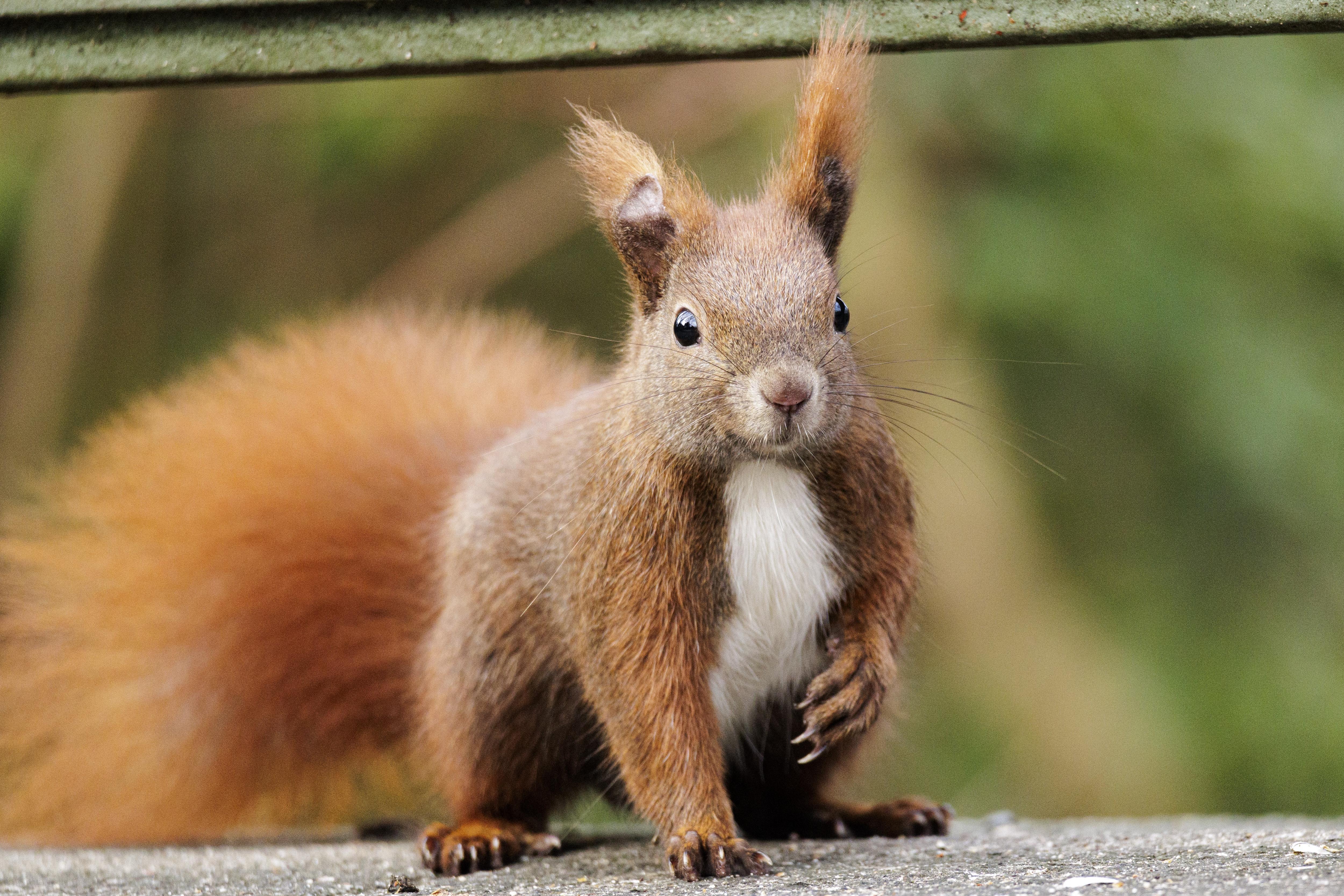 Nature Moment #74: A Squirrel Stares Right Into Your Soul