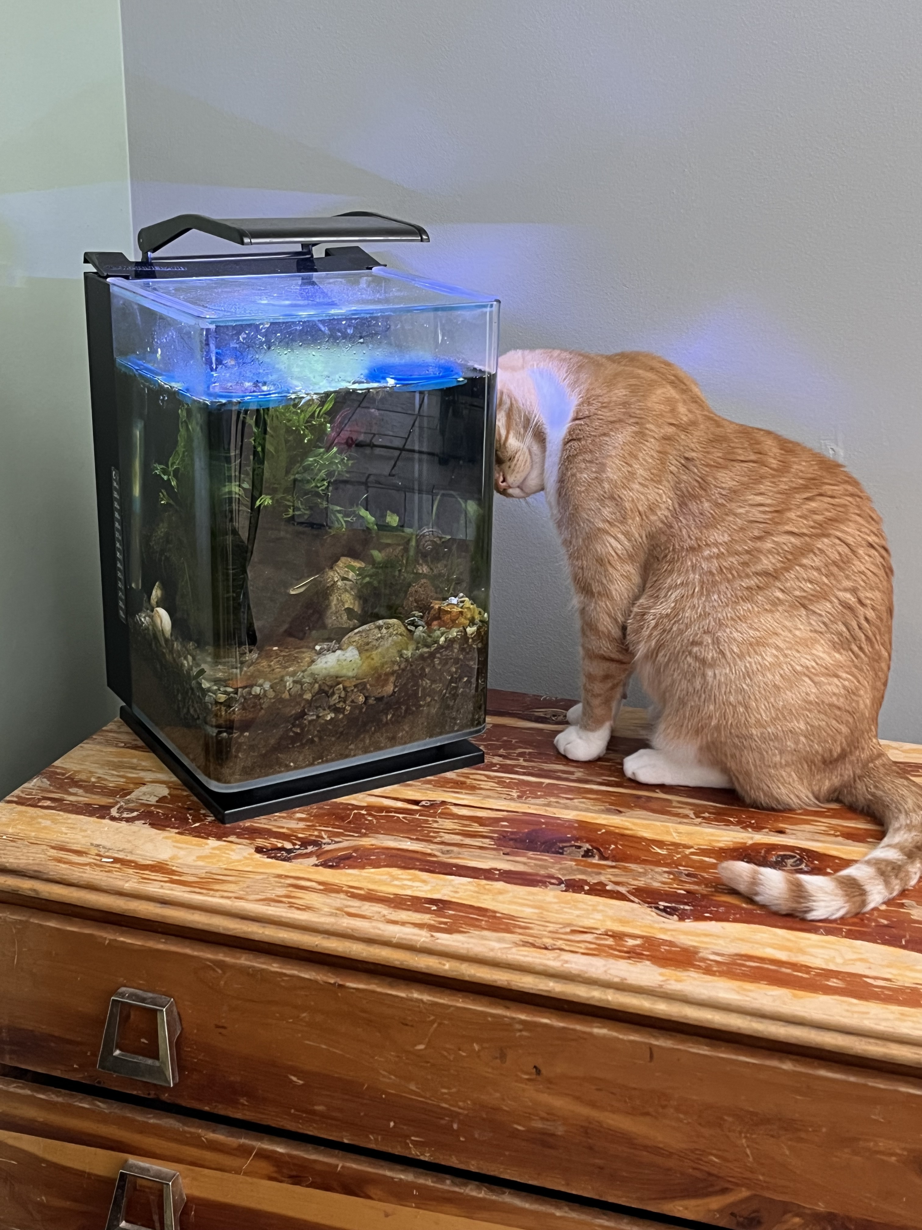 Kevin's Curious Adventure at the Fish Tank