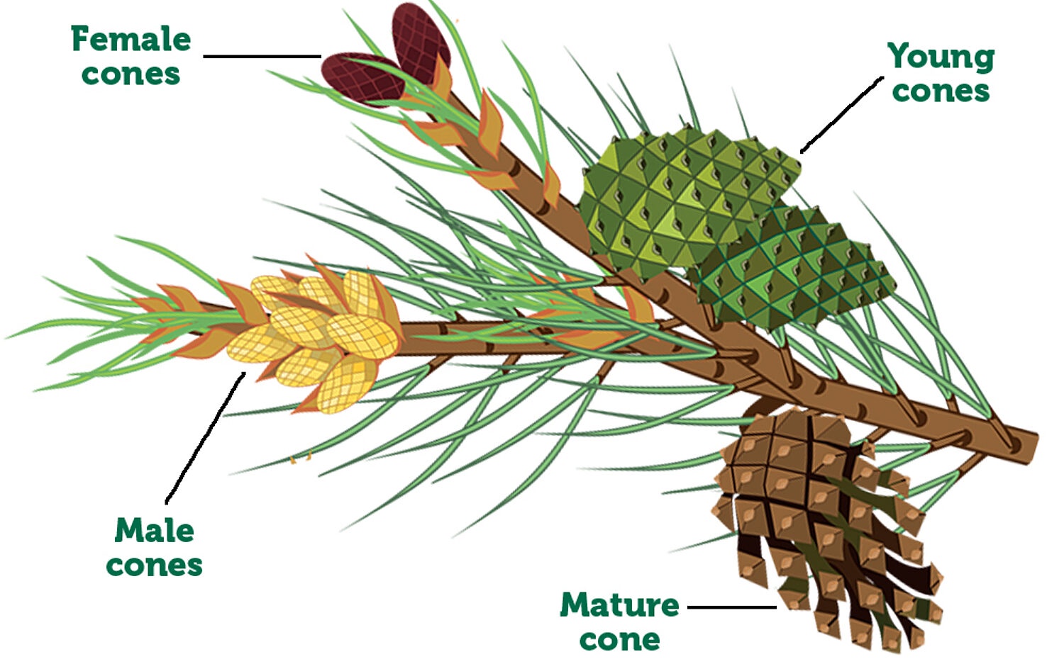 Maybe the True Friends Were the Pinecones We Encountered