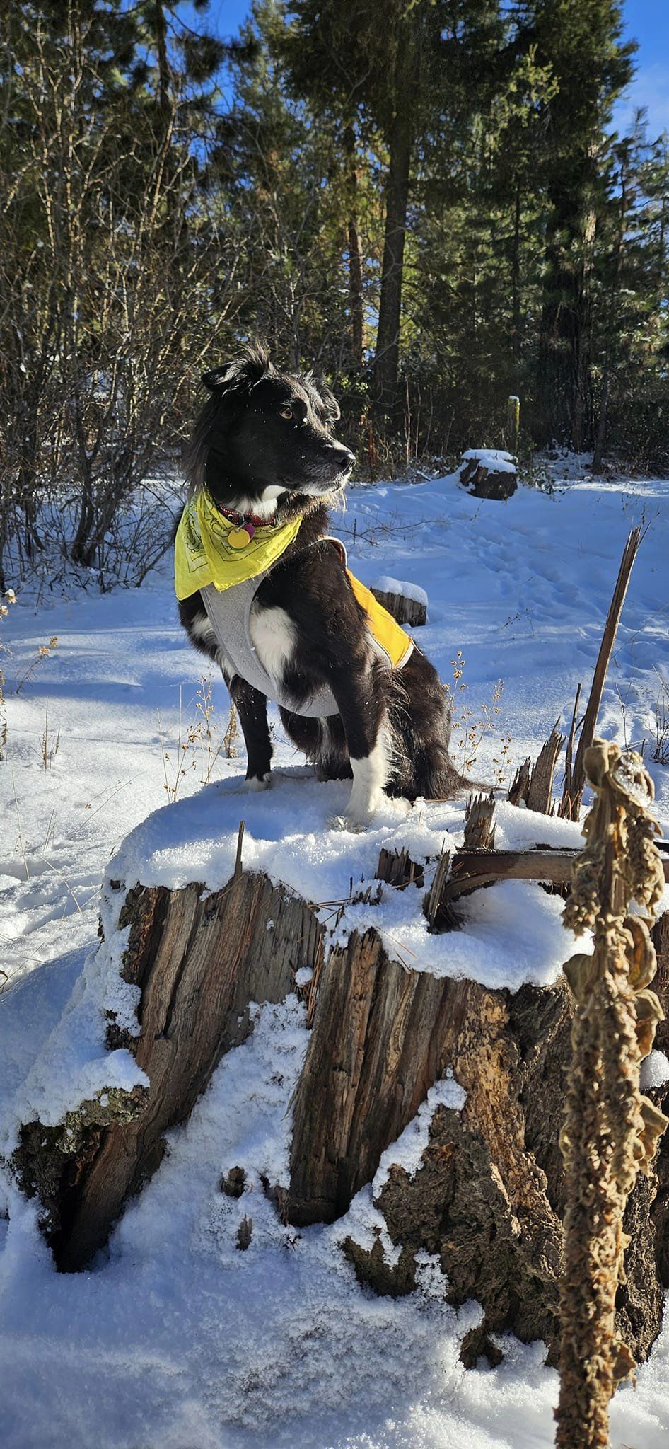 Luna Strikes a Pose: Capturing the Perfect Moment