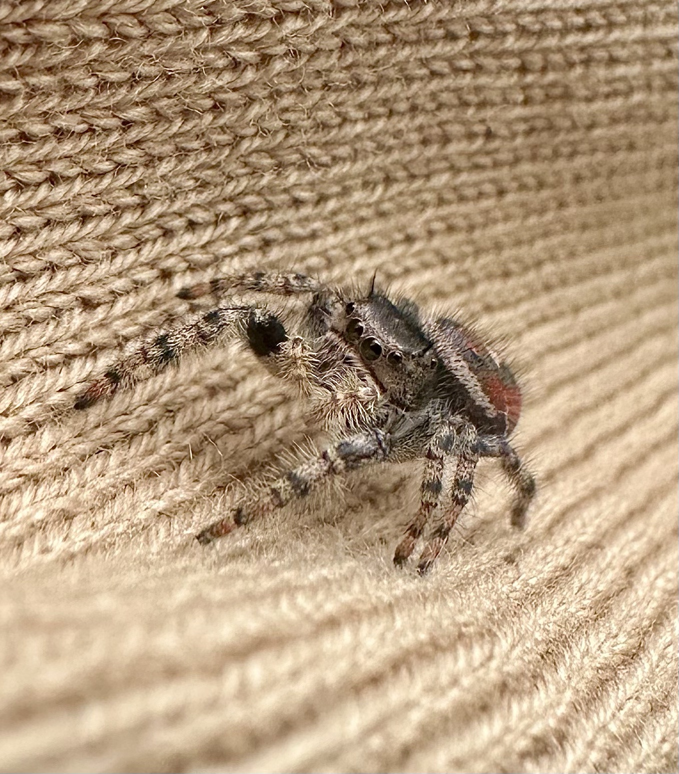 Happy Wednesday, my little spider buddies!