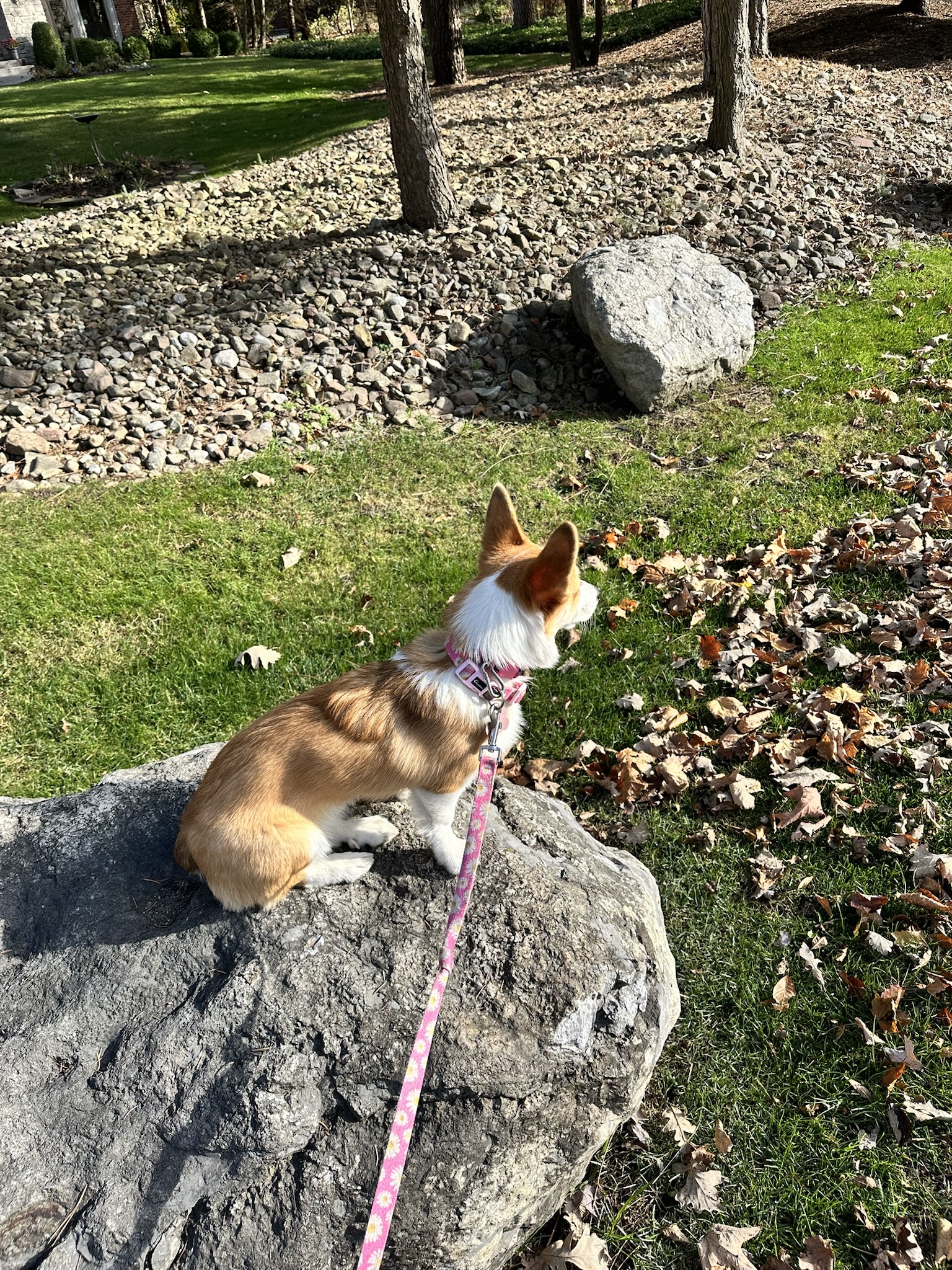 Corgi on the Rocks: The Ultimate Rock Climbing Companion