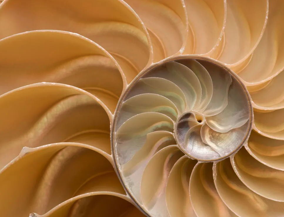 Mathematicians Unveil a New Shape: The 'Soft Cell' - Nature's Longtime Secret in Nautilus Shells, Zebra Stripes, and Onions