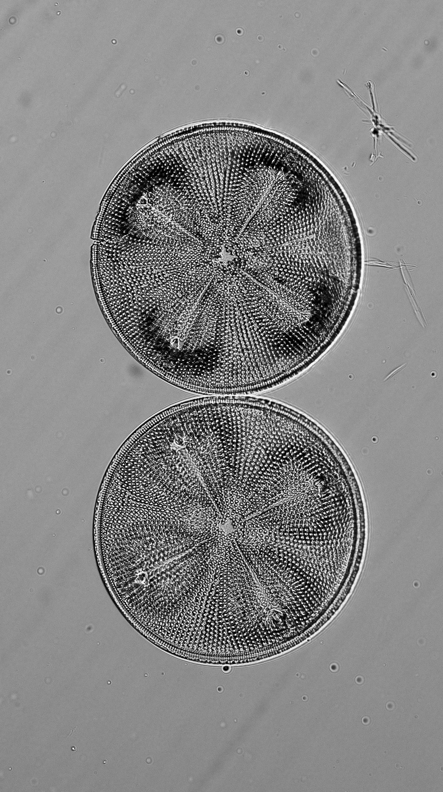 Diving into the World of Diatom Photomicrography
