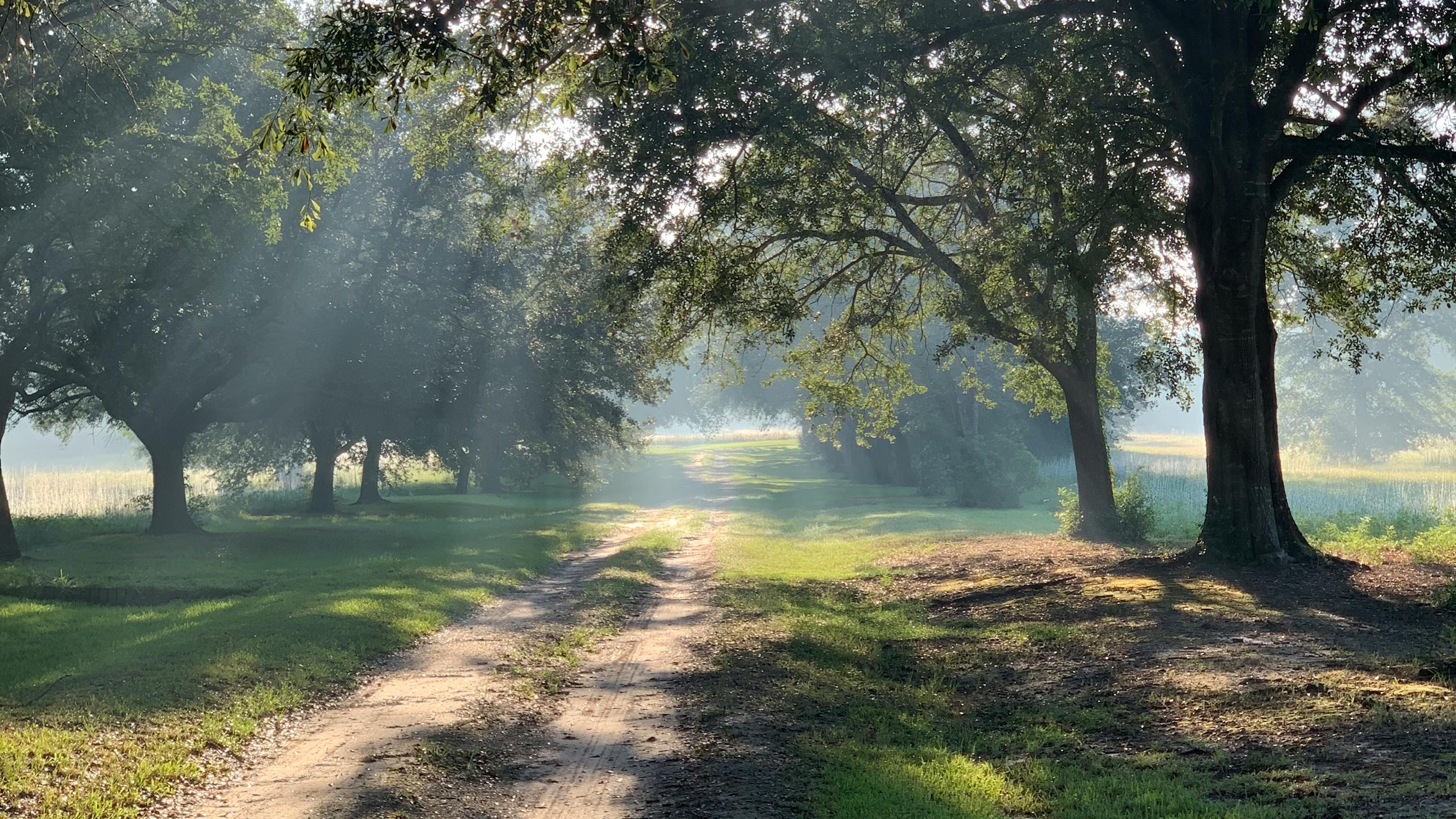 A serene morning glow along the countryside path.