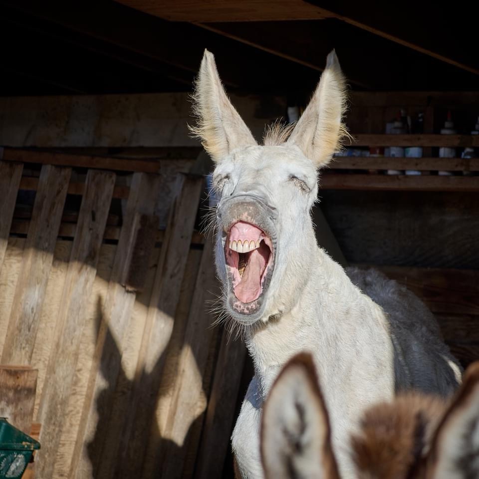The most epic Donkey yawn you've ever seen!