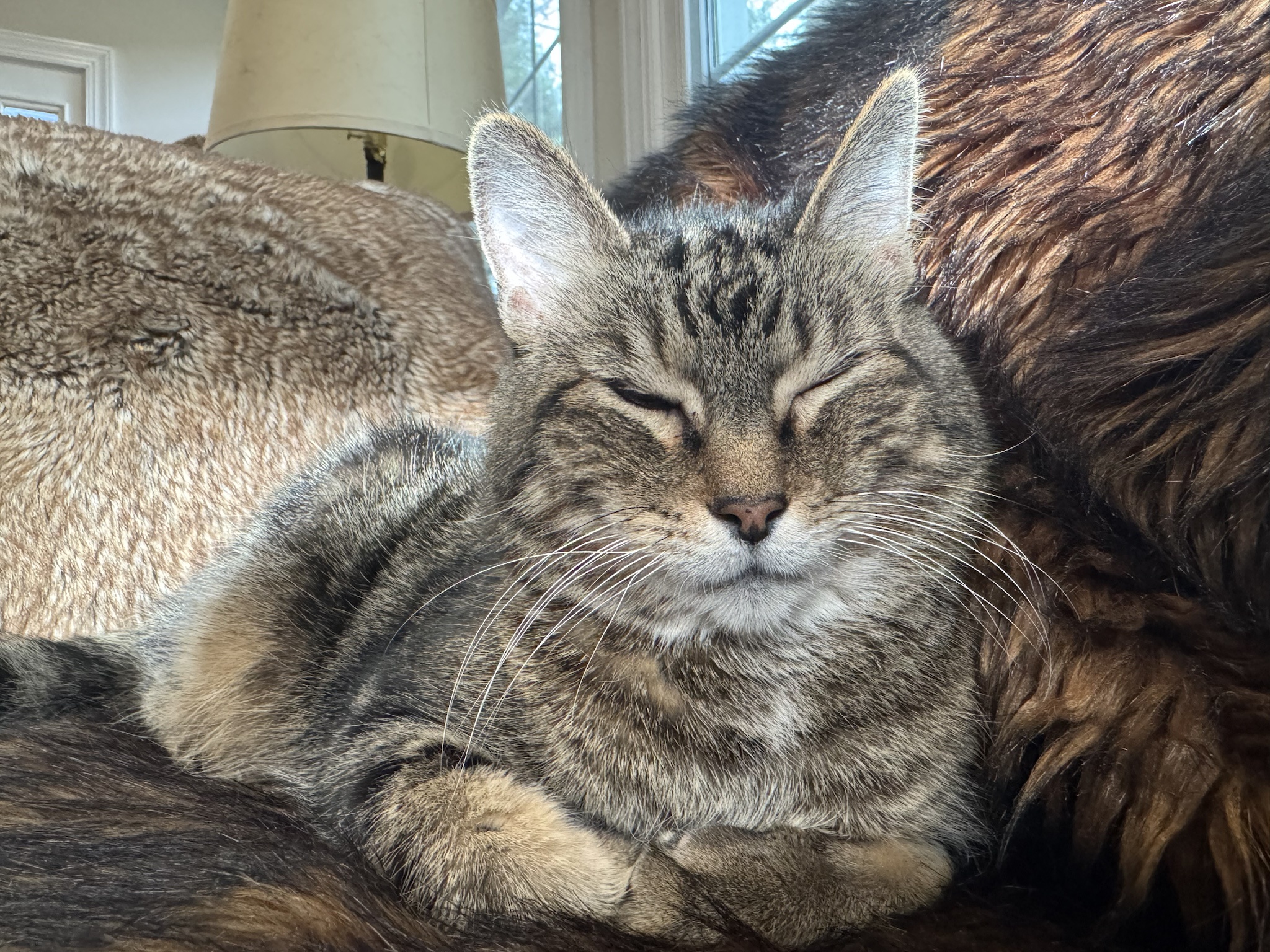 Cozy Vibes on a Chilly Caturday