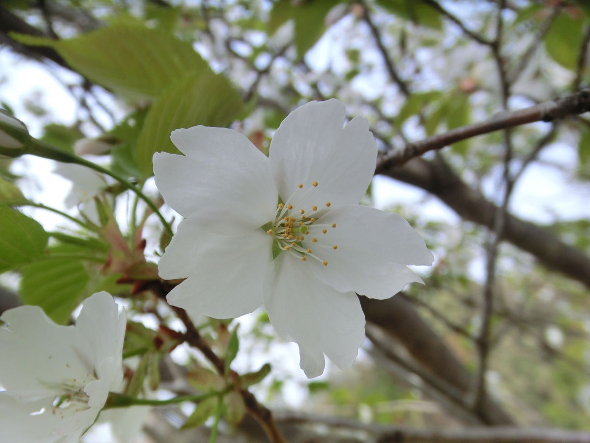 A Beautiful Day at Hokuso Flower Hill Park in April 2015