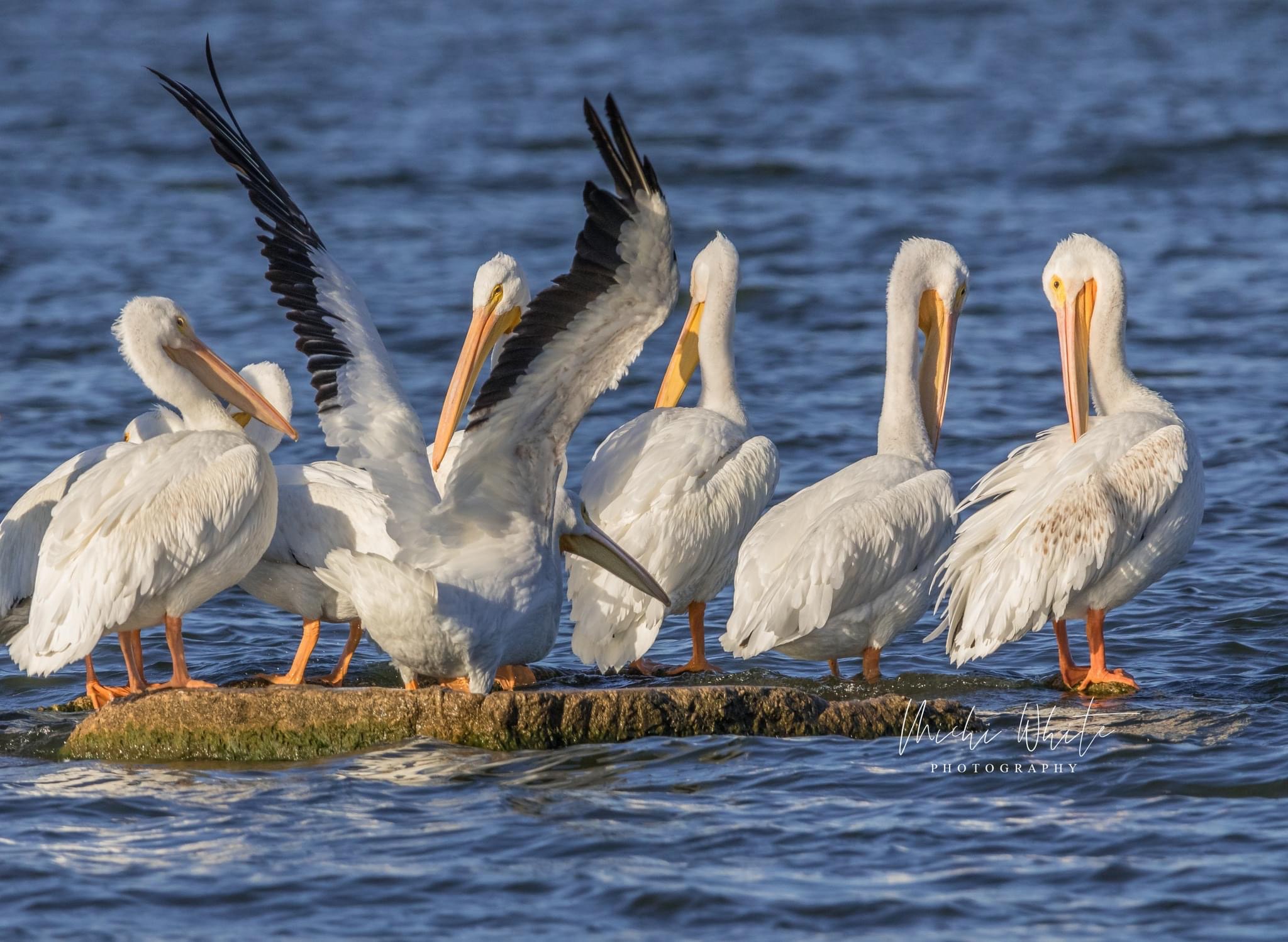 Majestic Pelicans: Nature's Graceful Flyers