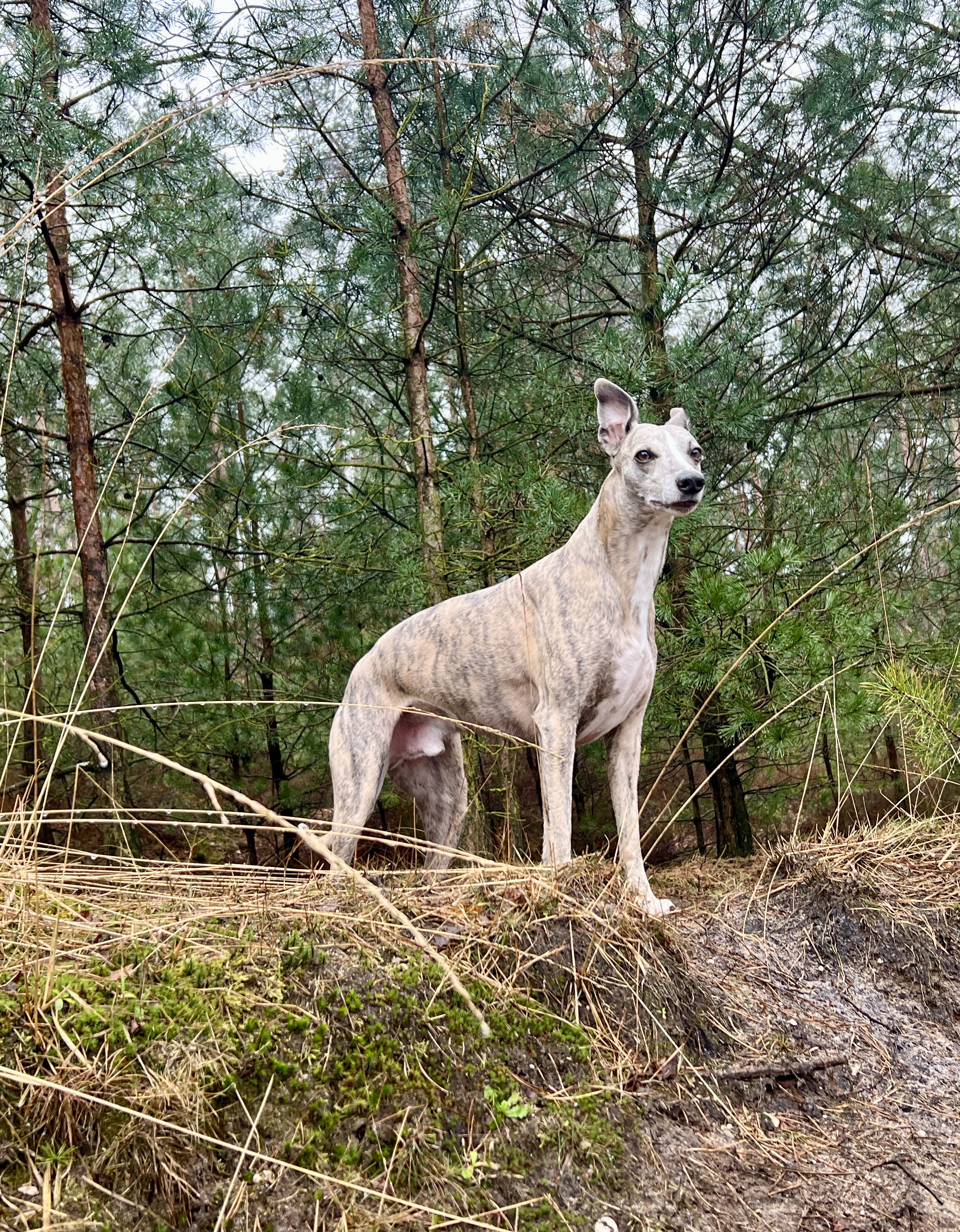 Our Longboi's Morning Adventures