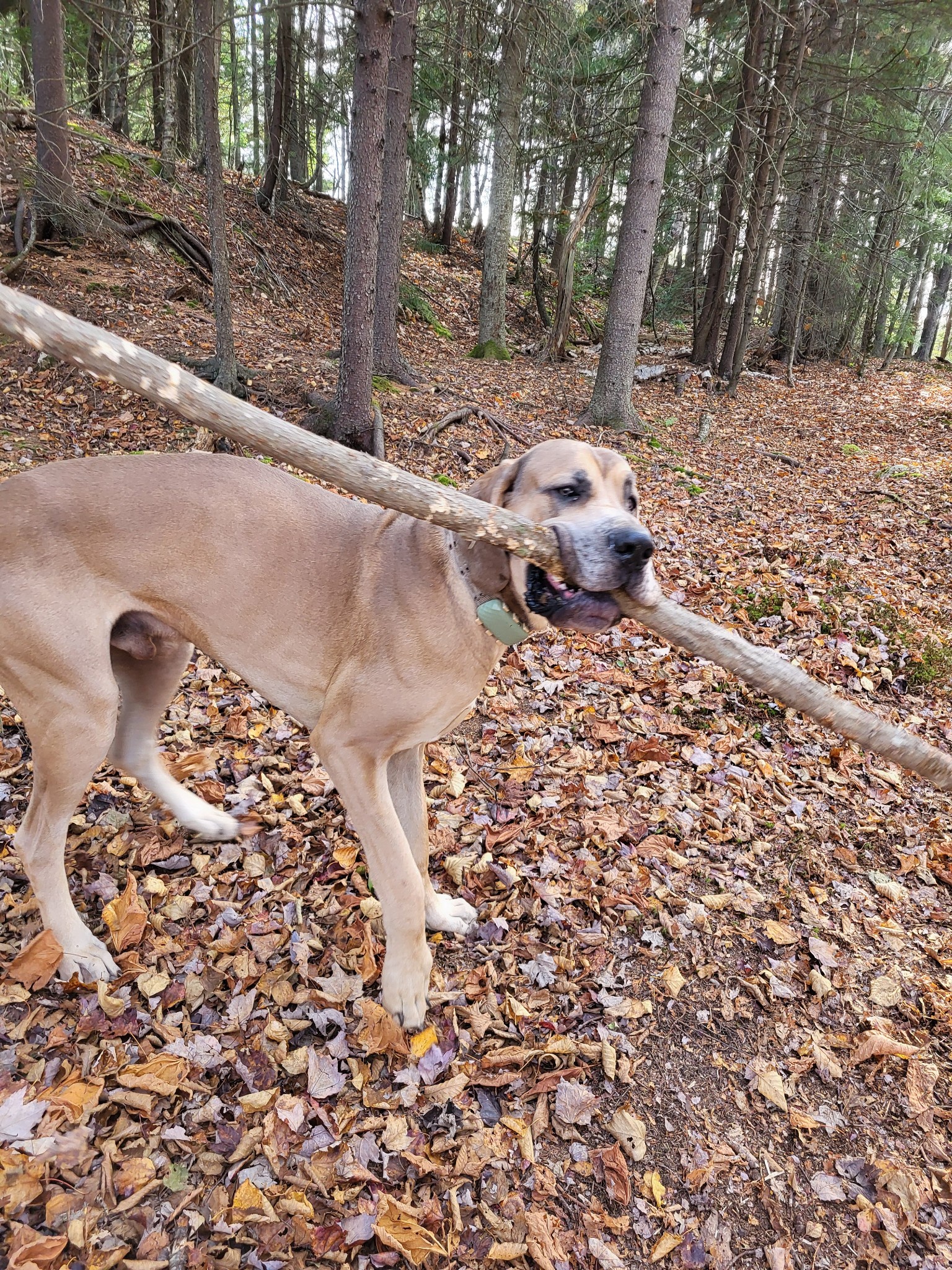 He Unearthed His New Toy from the Ground