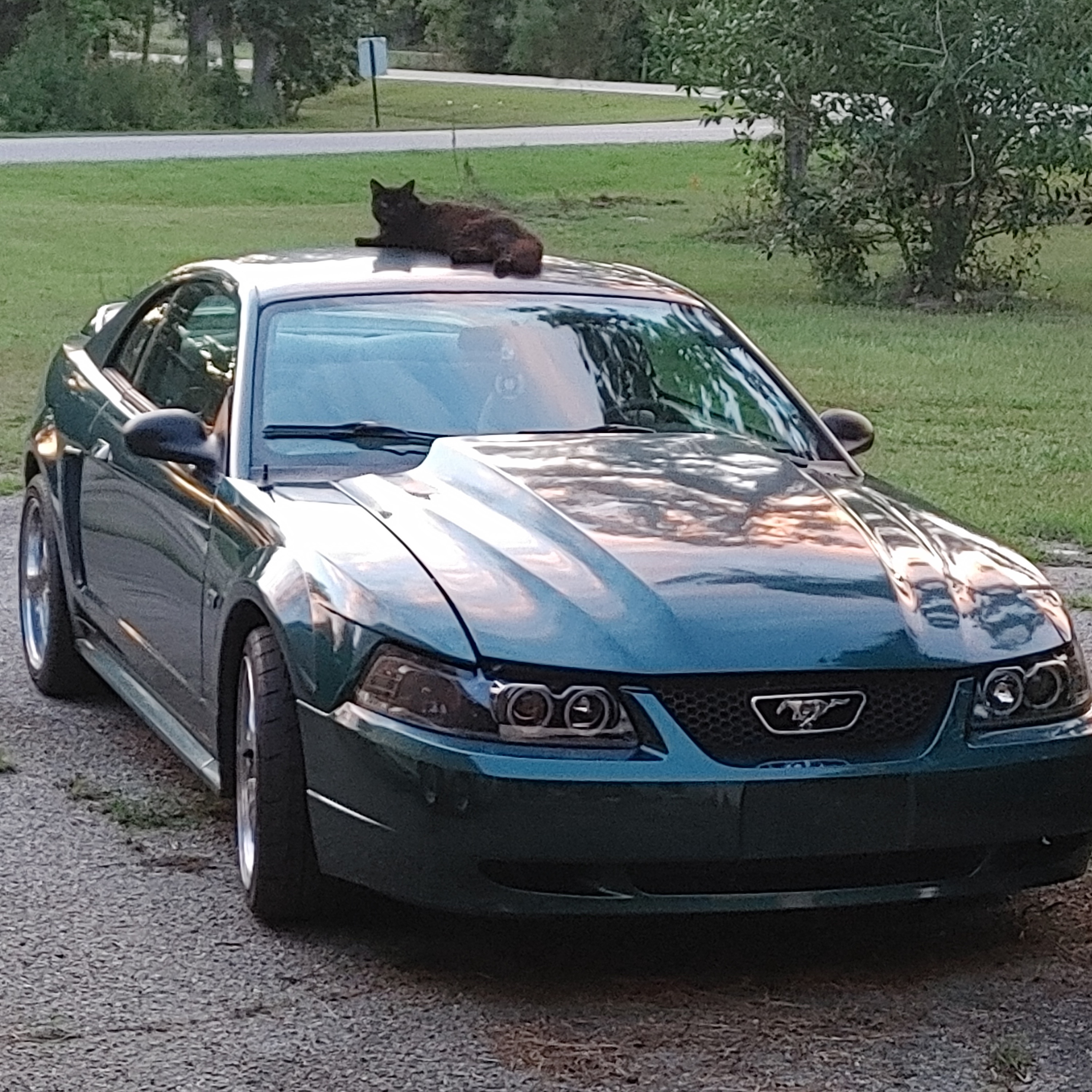 Mustangs Unite at the Imgur Car Meet