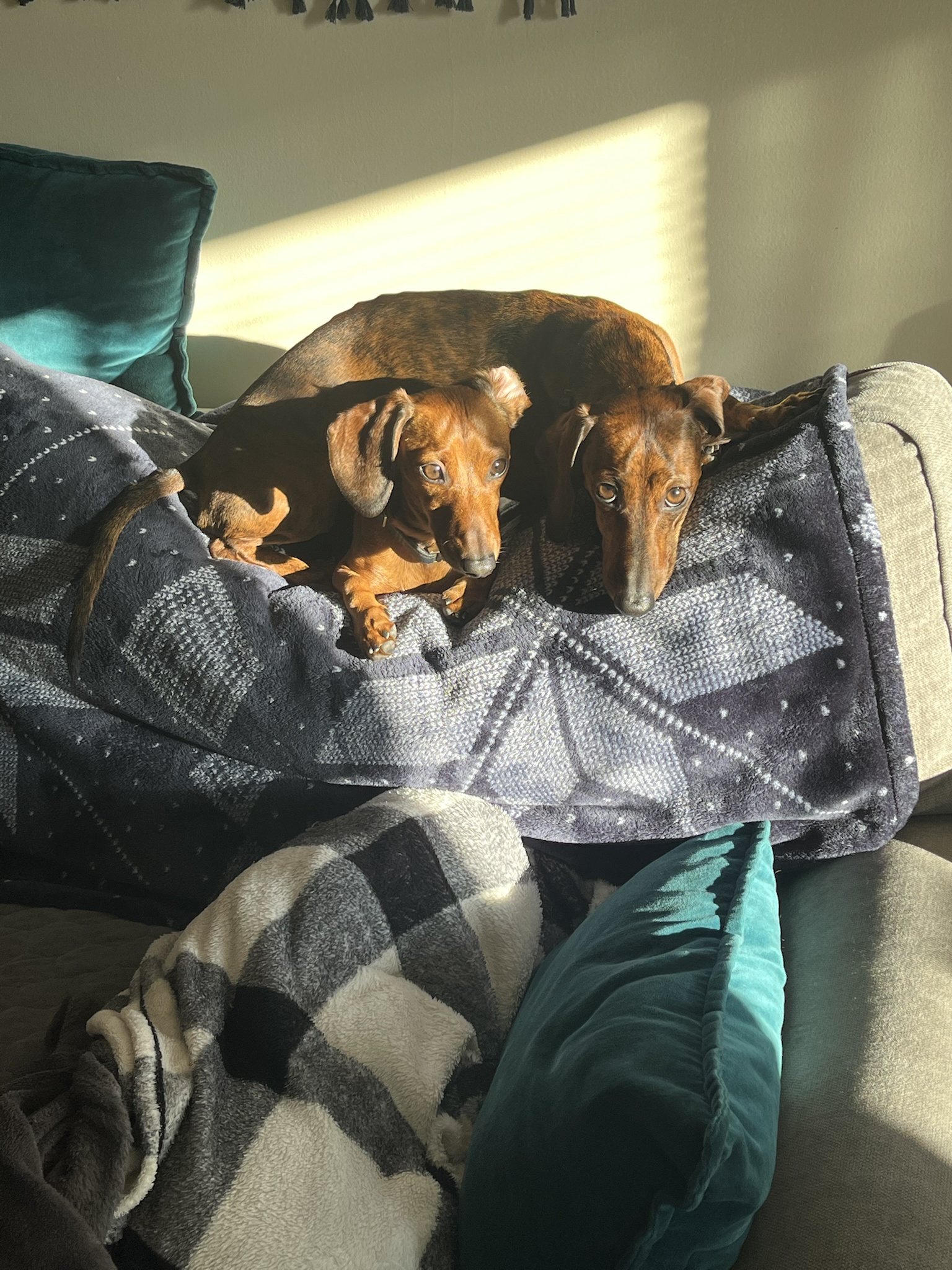 Sunspot Shenanigans: Dog Pile Edition