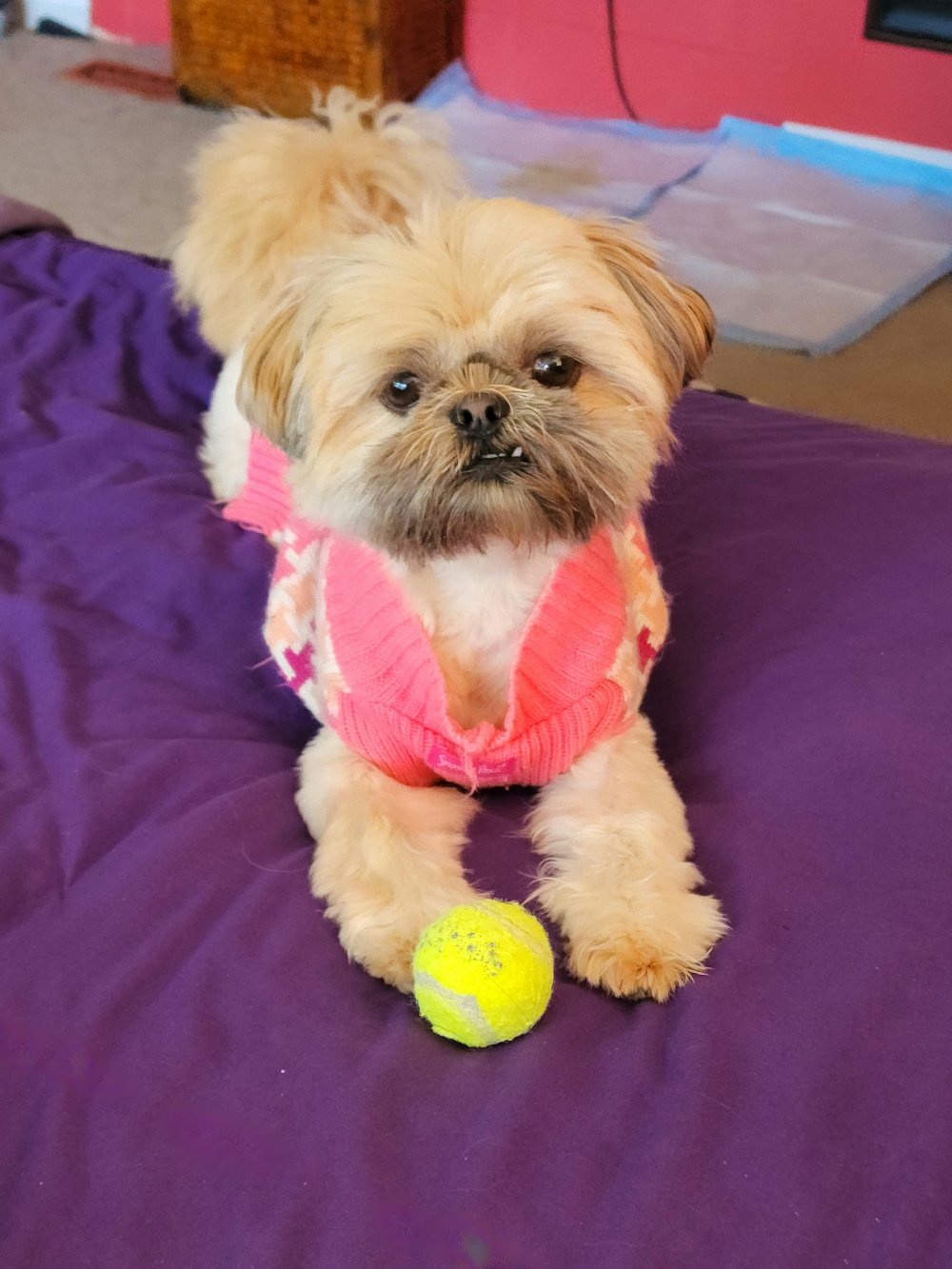 Baloo's Fashion Dilemma: Wearing Sister's Outfit, Embracing Pink Vibes