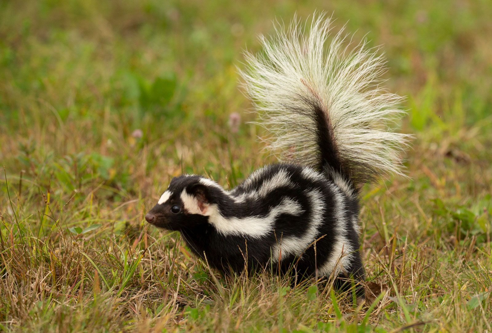 The Skunk Chronicles