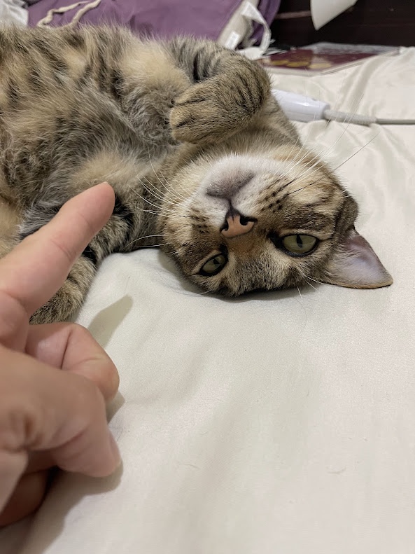 Adorable Cat Moments That Melt Your Heart