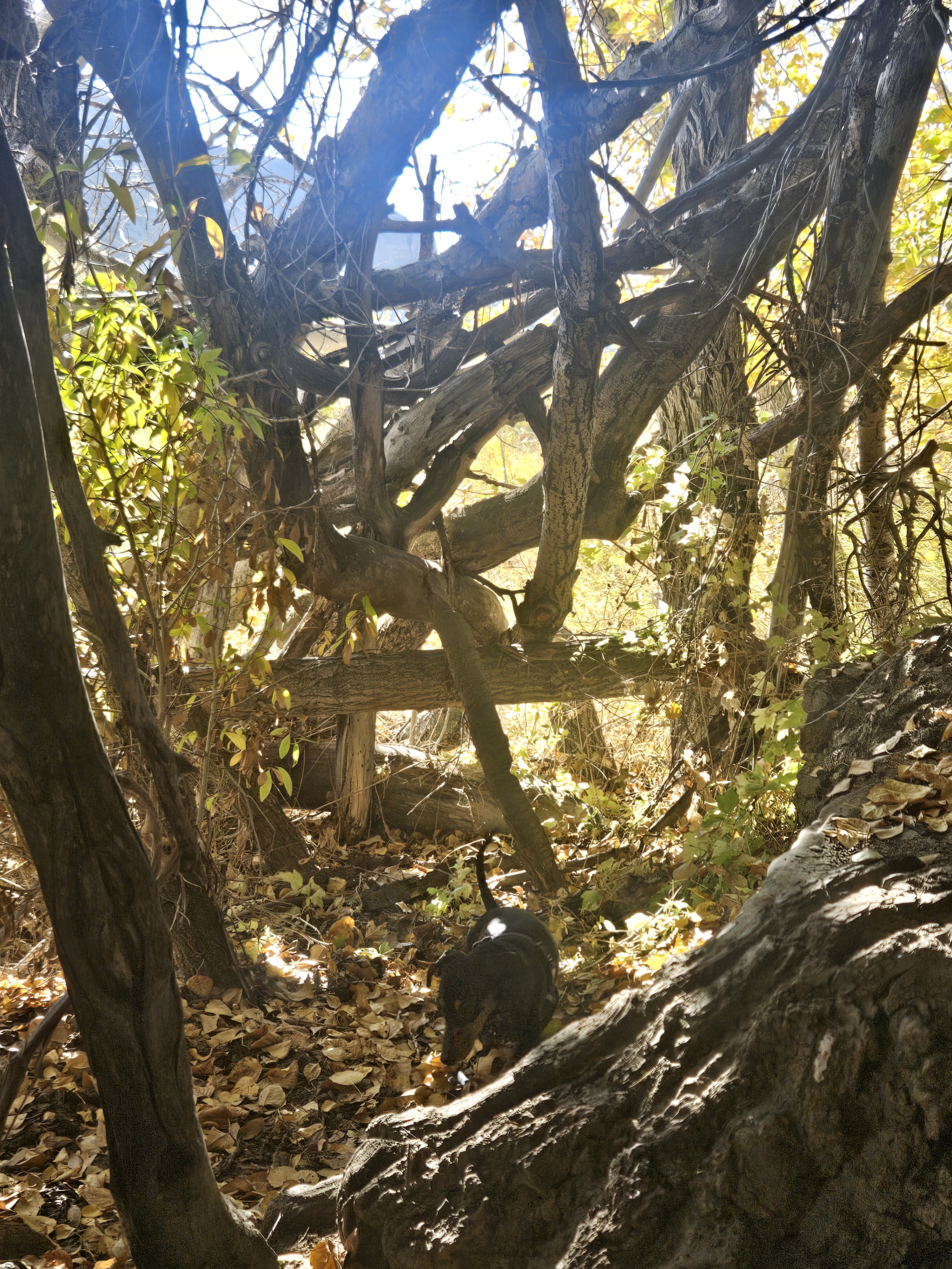 Epic Tree Fort Adventure Awaits!