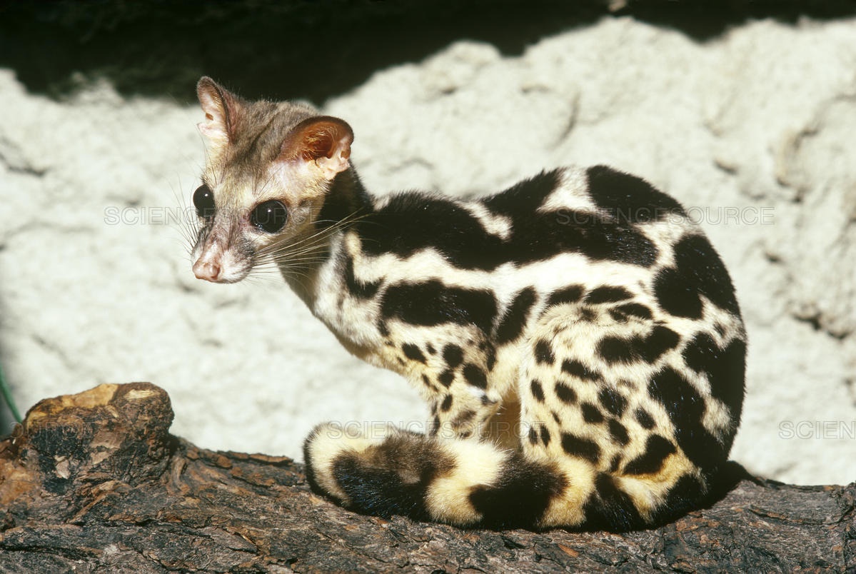 Meet the fascinating banded linsang!