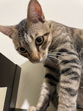 The Adorable Cat: A Feline Delight