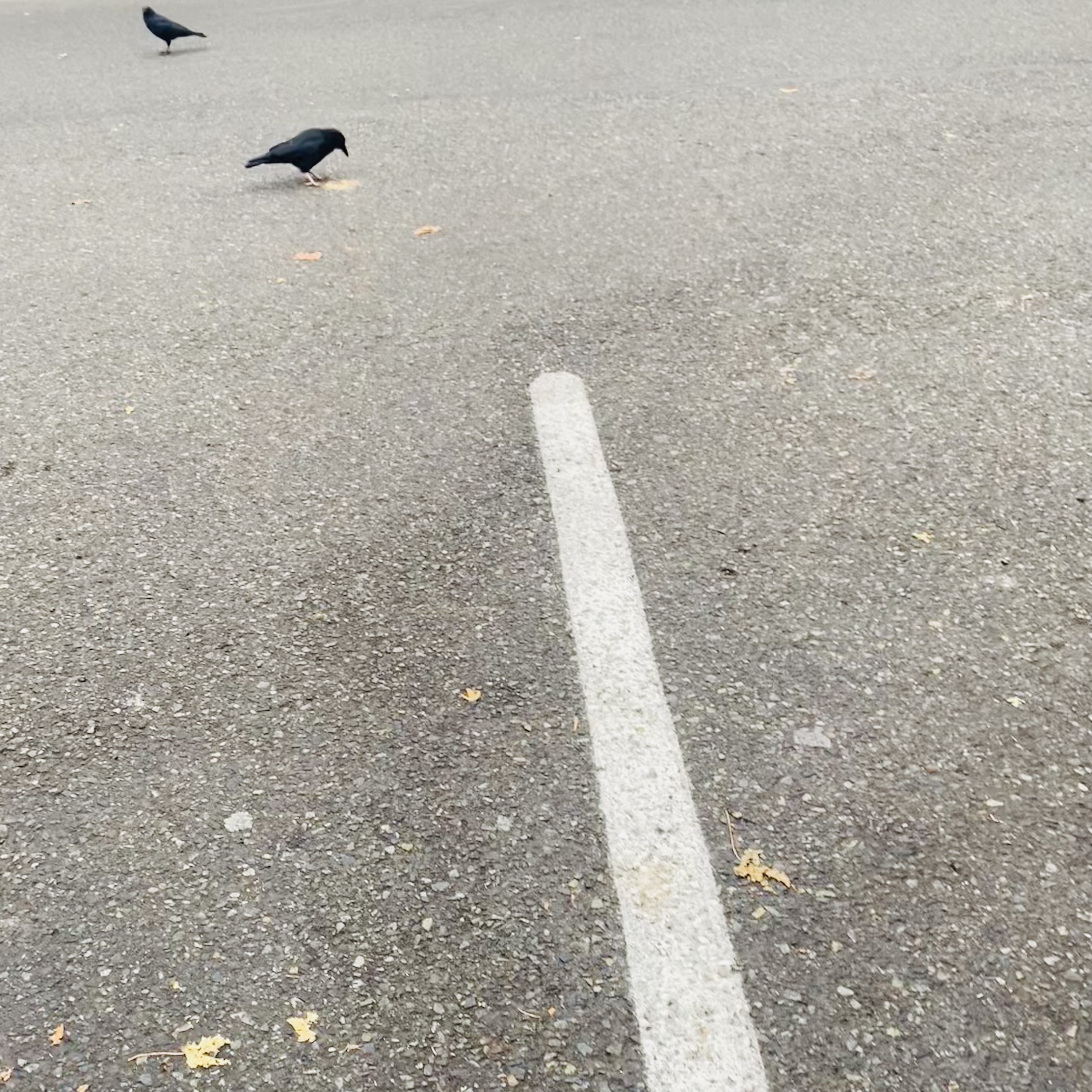A Crow with Pink Legs: The Quality is Terrible