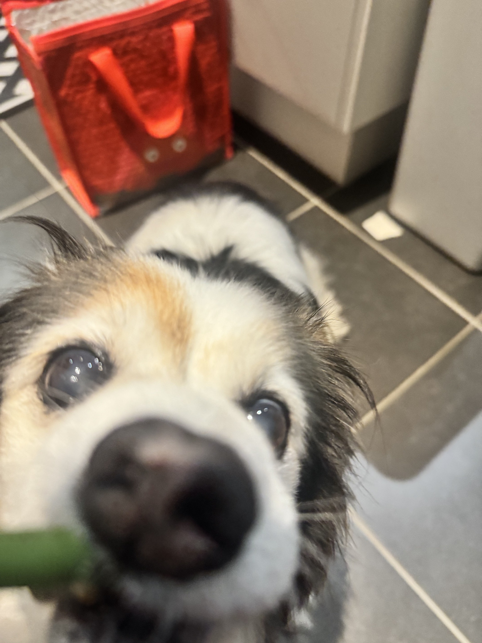 Daily Dose of My Adorable Dog Panko