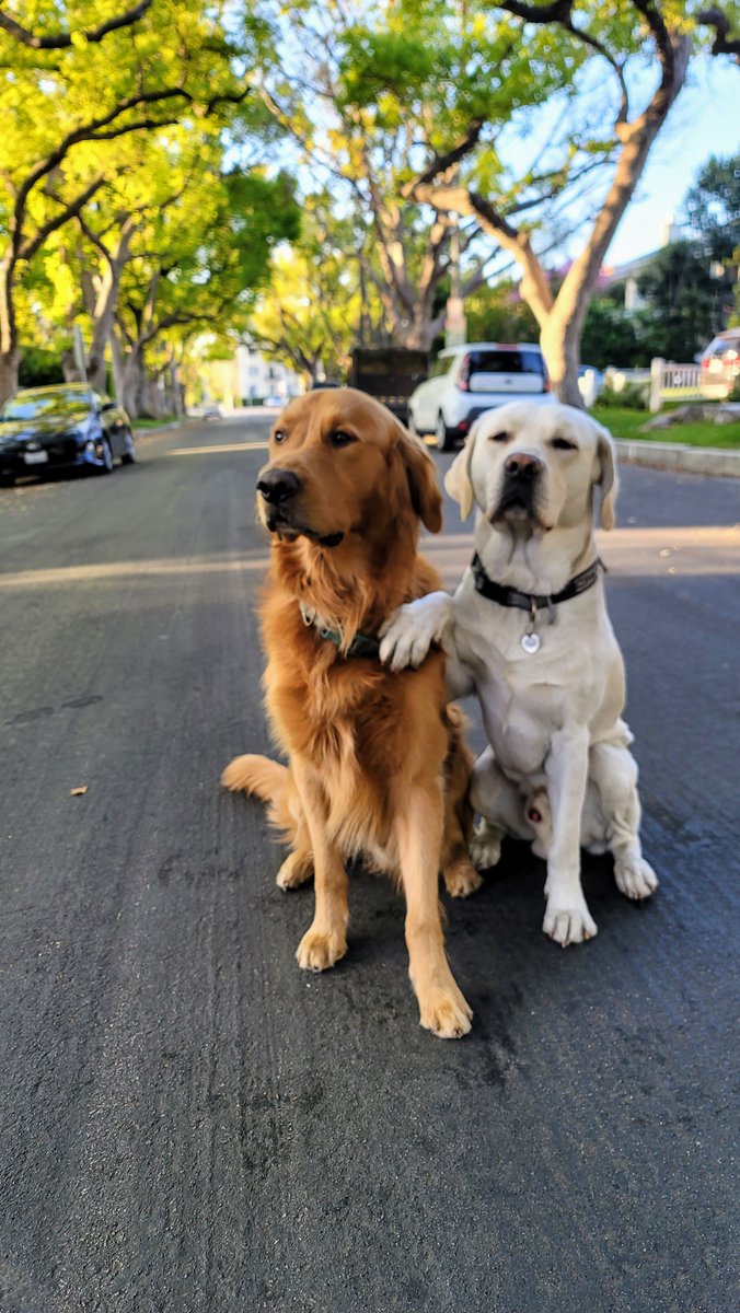 Reporter: Shadow, you've been accused of trampling your neighbor's garden while chasing a squirrel. Any comments? Chance: My client has no comment at this time!