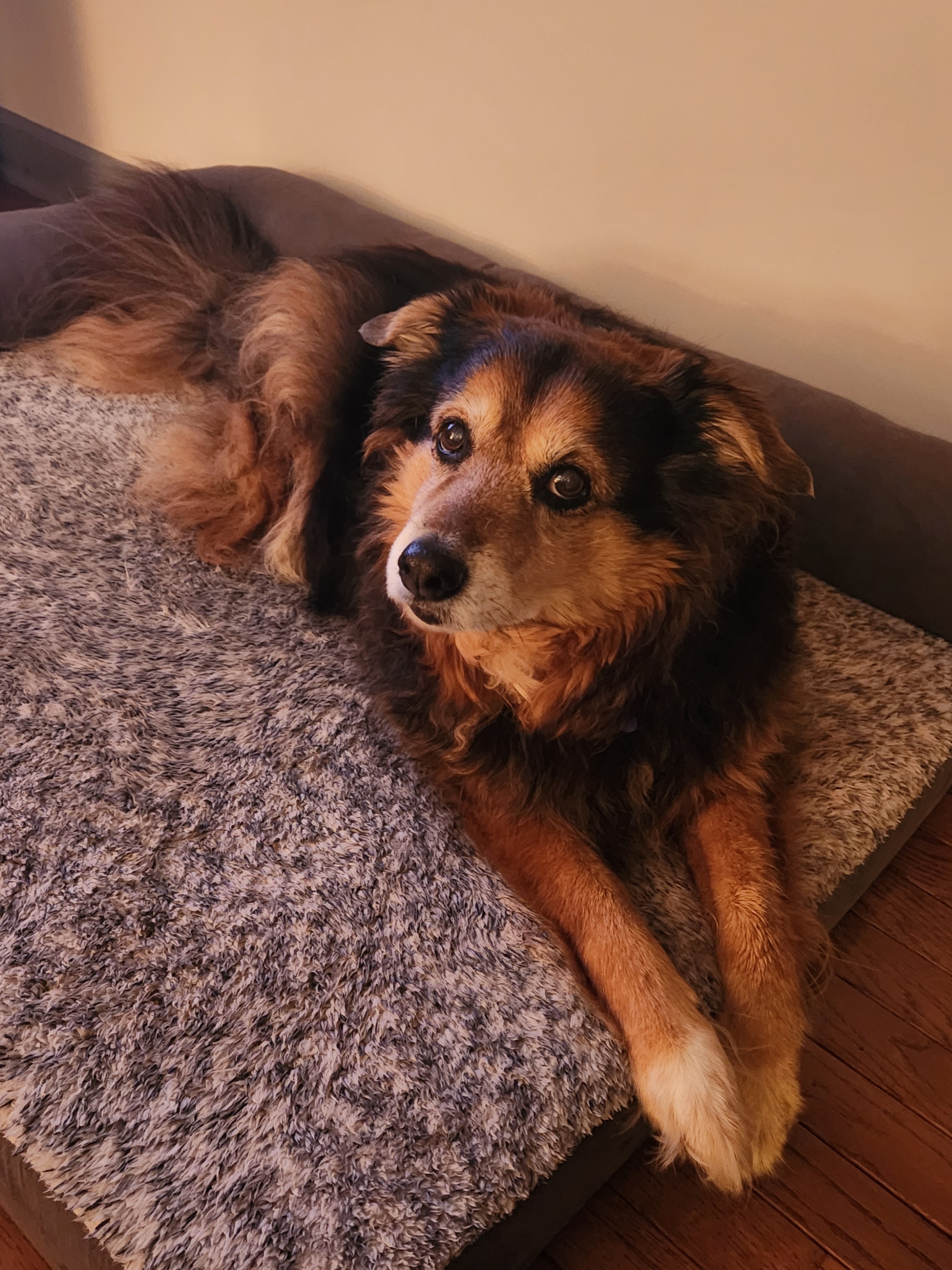 Peanut the Dog's Daily Adventures - Day 1569