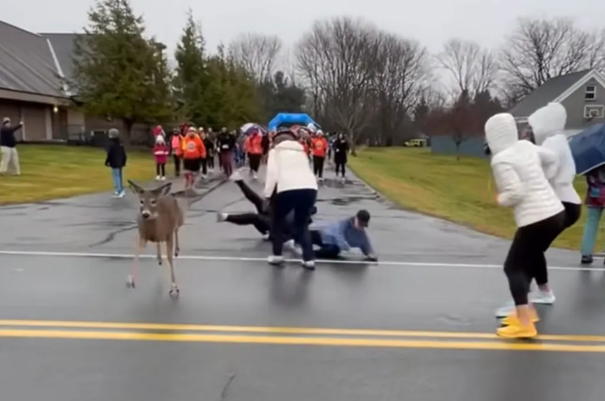 Believe it or not, Grandma really did get run over by a reindeer!