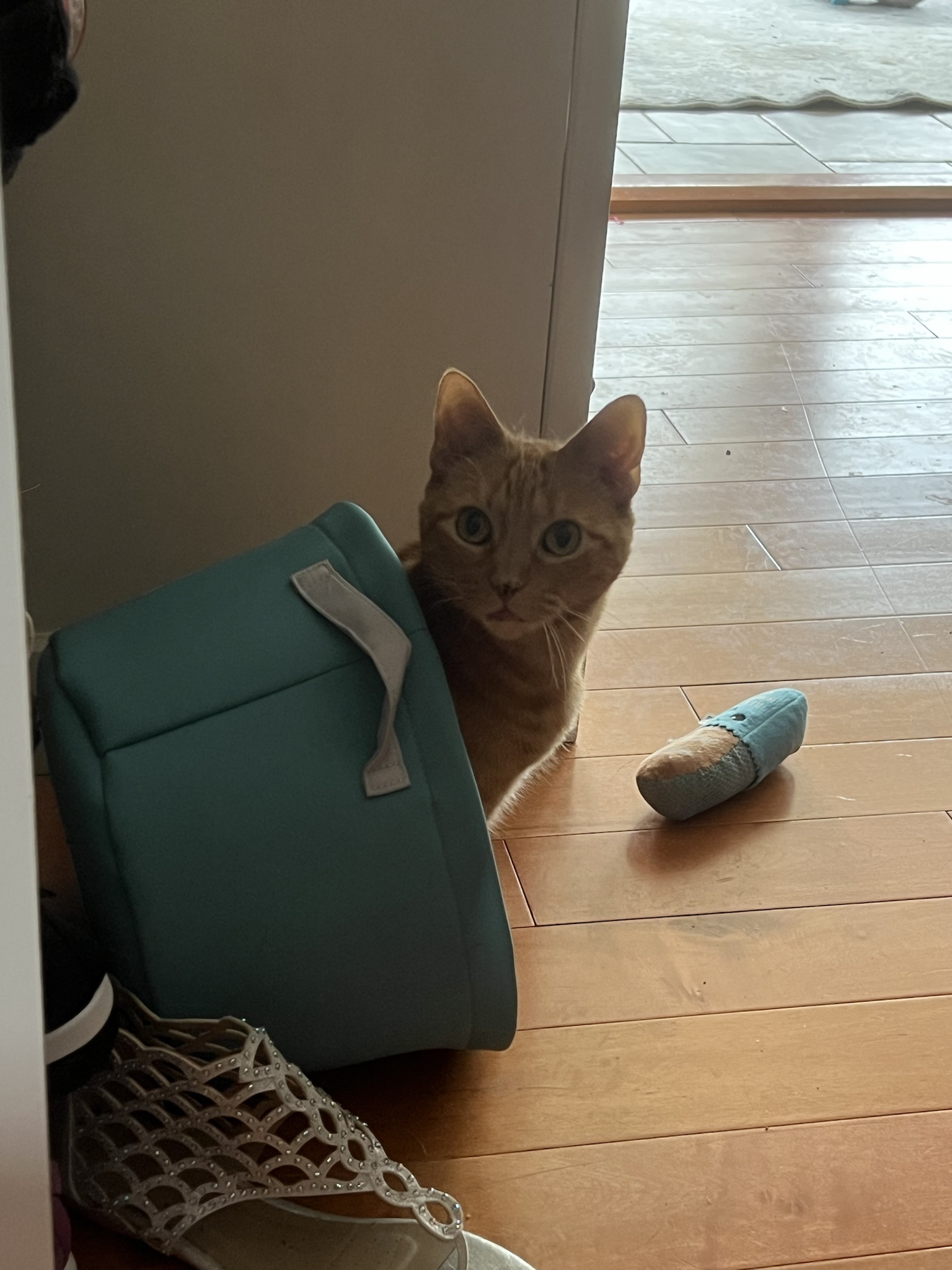 The Unpredictable Nature of Cats
