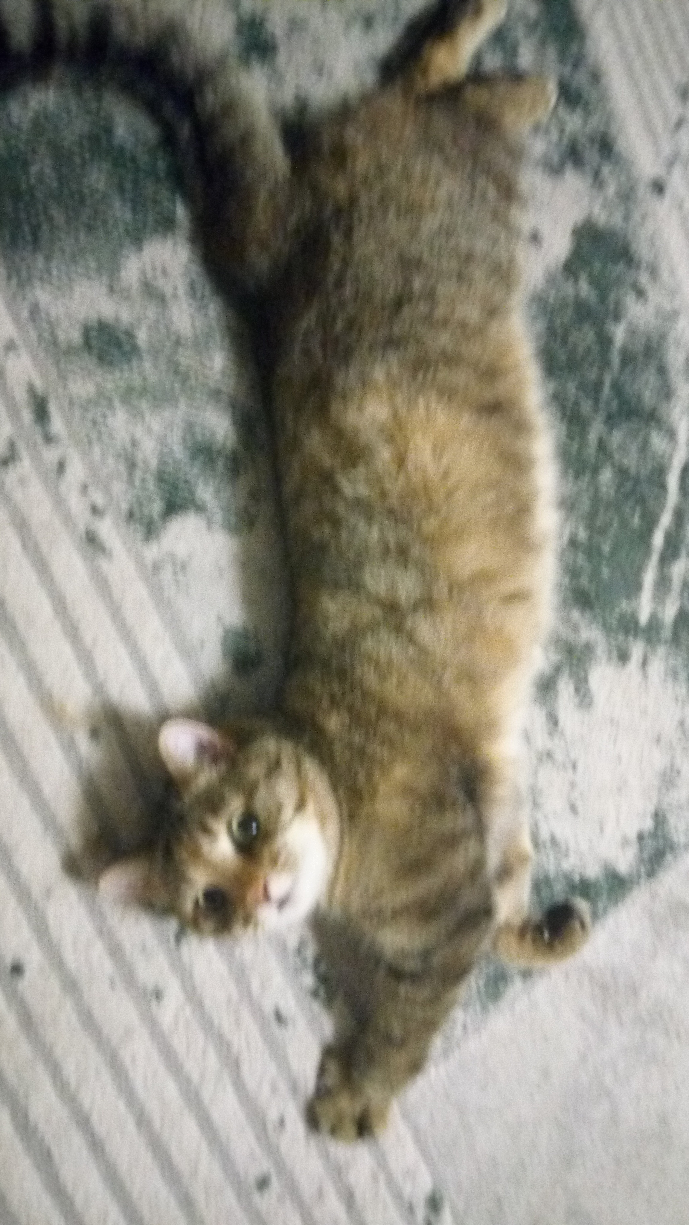 M10K1's Adorable Feline Friends <3