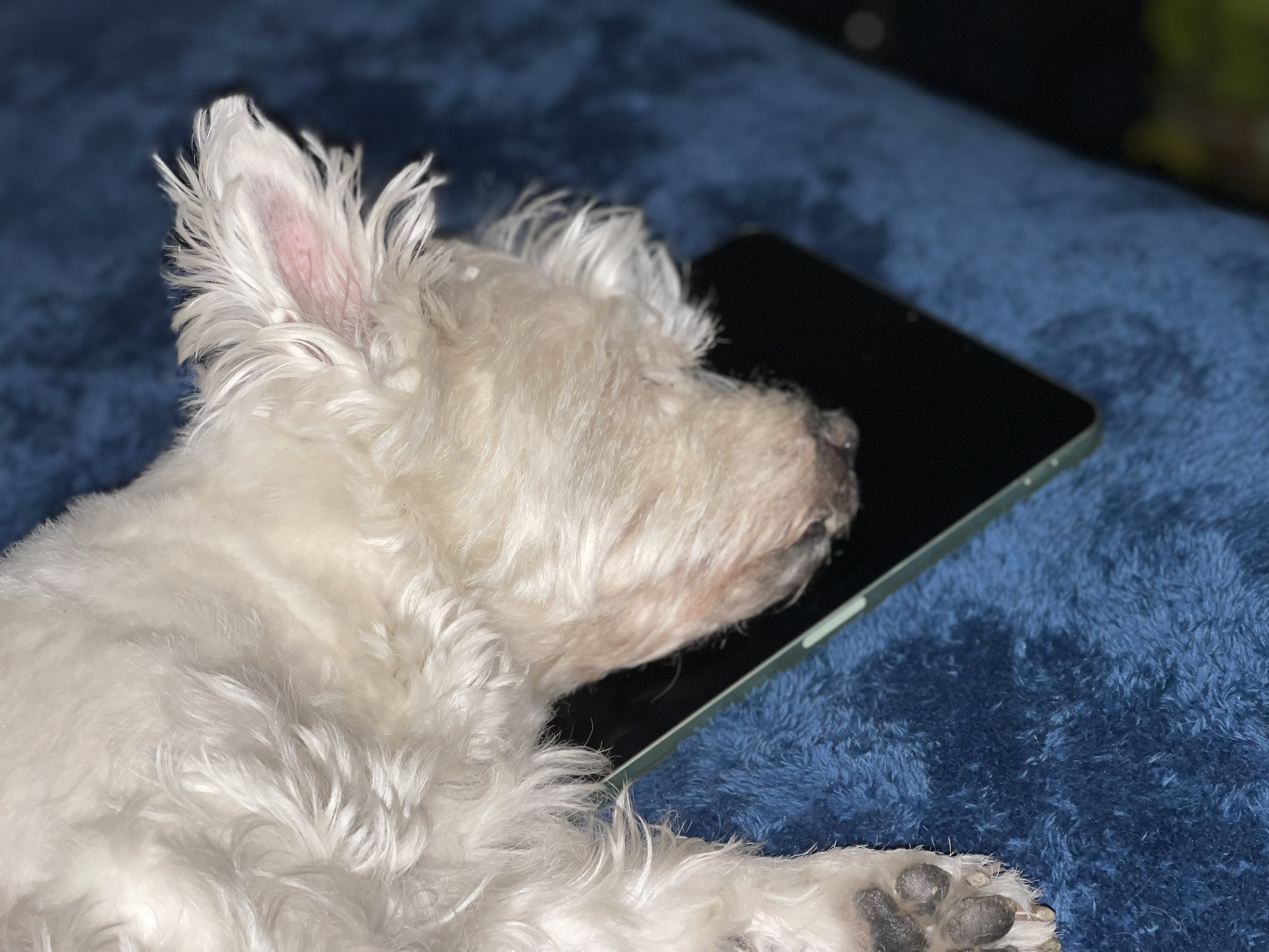 Catching Z's on the Job! Celebrating Lily Bella Every Day. #160