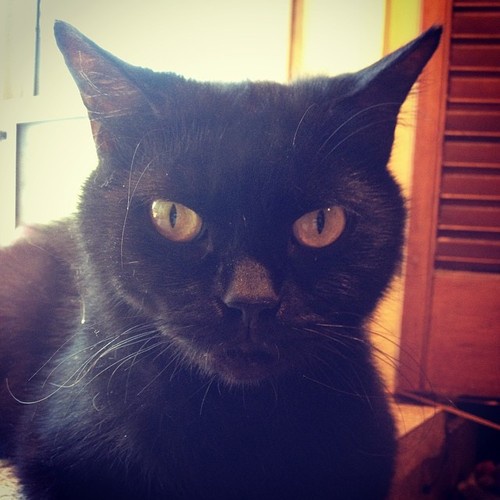 Today's featured feline: A purr-fect companion!