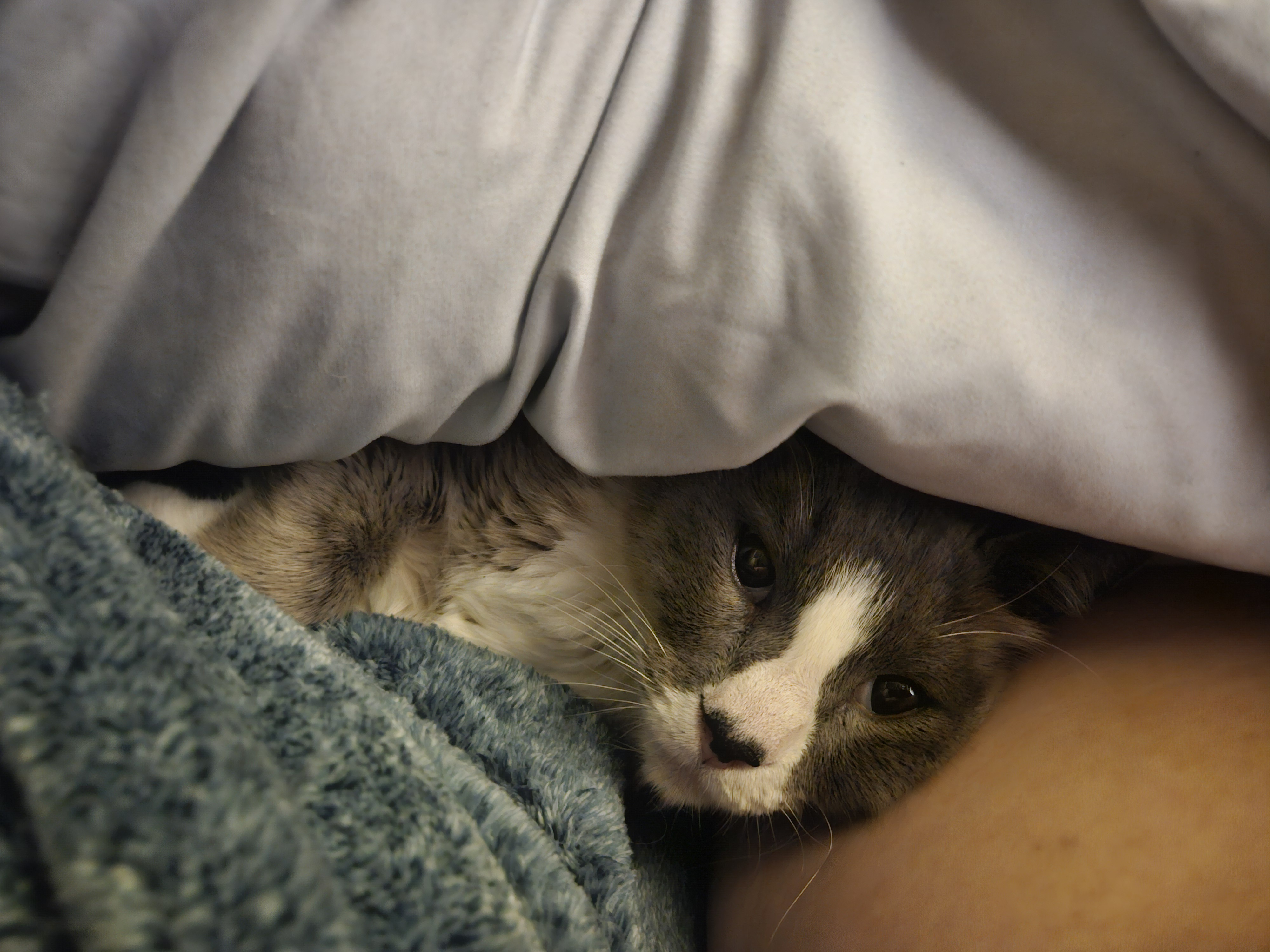 Cozy Caturday Vibes: All Snuggled Up
