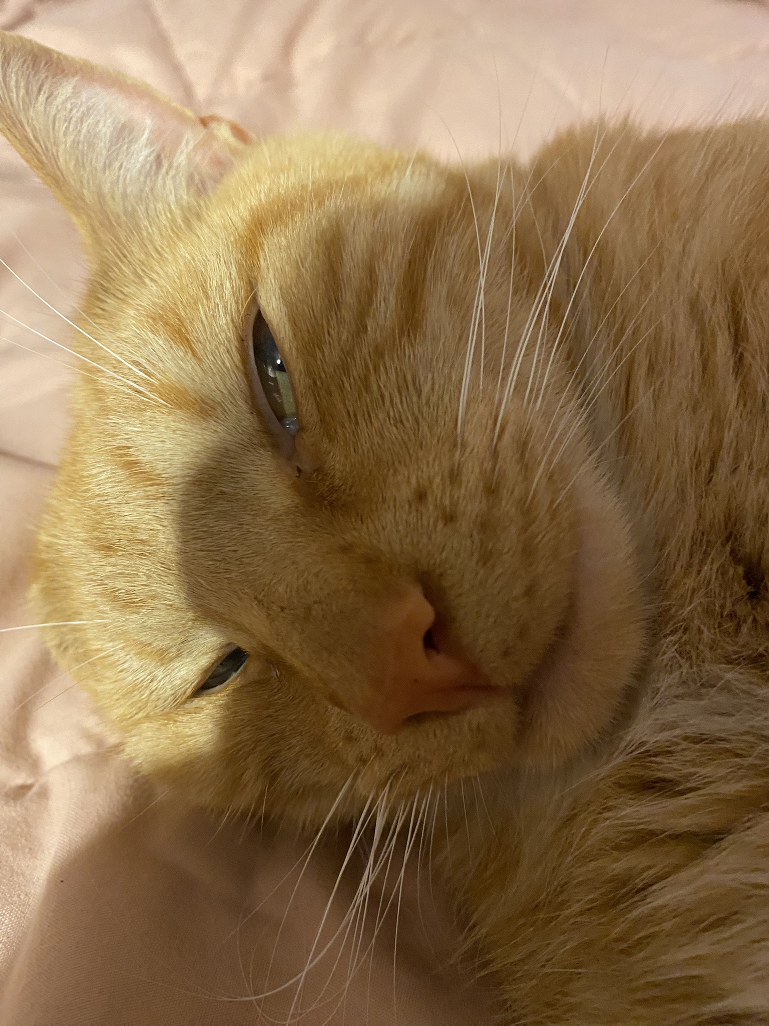 Biscuit's Daily Snapshot: A Furry Friend's Life in Pictures